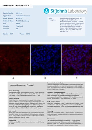 ANTIBODY VALIDATION REPORT
Report Number 93293-a
Application Immunofluorescence
Model Number STJ93293
Antibody Name Anti-Glut1 antibody
Host Rabbit
Clonality Polyclonal
Clone ID NA
Species RAT Tissue LUNG
Image
Description
Immunofluorescence analysis of Rat
lung tissue. 1: Glut1 Polyclonal
Antibody(red) was diluted at 1:200 (4
degree Celsius,overnight). 2: Cy3 labled
Secondary antibody was diluted at
1:300 (room temperature, 50min).3:
Picture B: DAPI(blue) 10min. Picture
A:Target. Picture B: DAPI. Picture C:
merge of A+B.
Primary Antibody Incubation
After blocking solution was removed a 1:200 primary antibody/PBS
solution was added on the slide, and incubated overnight at 4°C (a
small amount of distilled water was added into the incubation box to
prevent evaporation of antibody).
Secondary Antibody Incubation
slides were washed with PBS on a shaker for 5min, and repeated 3
times. Shortly after the slides were dried and corresponding
secondary antibody solution was added (HRP labelled), covering the
tissues, and incubated at room temperature for 50min.
DAPI Counter-Staining
slides were washed with PBS on a shaker for 5min, repeated 3 times
and then dried. DAPI staining solution was added inside the PAP
circles and incubated for 10 min at room temperature without light
exposure.
Mounting
Slides were washed with PBS on a shaker for 5min, and repeated 3
times. Shortly after slides were dried, anti-quench mountings were
used to mount slides.
Visualization
The slides were observed and placed under a NIKON inverted
fluorescence microscope (Ultra violet excitation 330-380nm,
emission 420nm; FITC green excitation 465-495nm, emission 515-
555 nm; CY3 red excitation 510-560nm, emission 590nm)
Immunofluorescence Protocol
Tissue Processing
Slides were incubated sequentially into: Xylene - 15min, Anhydrous
ethanol – 15 min, Anhydrous ethanol – 5 min, 85% alcohol – 5 min,
75% alcohol – 5 min & washed with distilled water – 5 min.
Antigen Retrieval
Tissue slides were incubated with citric acid (PH6.0) antigen
retrieval buffer, and microwaved for antigen retrieval (heated until
boiled and then stop heating) for 8min. Slides were then heated with
medium power for 7min. During this process slides are kept from
drying out. After cooling down at room temperature, slides were
washed with PBS on a shaker for 5min, and repeated 3 times.
Anti-Quench
shortly after slides were dried, a PAP pen was used to draw circles
around the tissues (to prevent draining of the antibody). Inside the
circles, anti-quench mountings were added and incubated for 5 min,
and then flushed with water for 10min.
BSA Blocking
Inside the circles, BSA was used to cover the tissue evenly, blocking
for 30min.
 