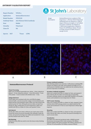 ANTIBODY VALIDATION REPORT
Report Number 93520-a
Application Immunofluorescence
Model Number STJ93520
Antibody Name Anti-Histone H2A.X antibody
Host Rabbit
Clonality Polyclonal
Clone ID NA
Species RAT Tissue LUNG
Image
Description
Immunofluorescence analysis of Rat
lung tissue. 1: Histone H2A.X Polyclonal
Antibody(red) was diluted at 1:200 (4
degree Celsius,overnight). 2: Cy3 labled
Secondary antibody was diluted at
1:300 (room temperature, 50min).3:
Picture B: DAPI(blue) 10min. Picture
A:Target. Picture B: DAPI. Picture C:
merge of A+B.
Primary Antibody Incubation
After blocking solution was removed a 1:200 primary antibody/PBS
solution was added on the slide, and incubated overnight at 4°C (a
small amount of distilled water was added into the incubation box to
prevent evaporation of antibody).
Secondary Antibody Incubation
slides were washed with PBS on a shaker for 5min, and repeated 3
times. Shortly after the slides were dried and corresponding
secondary antibody solution was added (HRP labelled), covering the
tissues, and incubated at room temperature for 50min.
DAPI Counter-Staining
slides were washed with PBS on a shaker for 5min, repeated 3 times
and then dried. DAPI staining solution was added inside the PAP
circles and incubated for 10 min at room temperature without light
exposure.
Mounting
Slides were washed with PBS on a shaker for 5min, and repeated 3
times. Shortly after slides were dried, anti-quench mountings were
used to mount slides.
Visualization
The slides were observed and placed under a NIKON inverted
fluorescence microscope (Ultra violet excitation 330-380nm,
emission 420nm; FITC green excitation 465-495nm, emission 515-
555 nm; CY3 red excitation 510-560nm, emission 590nm)
Immunofluorescence Protocol
Tissue Processing
Slides were incubated sequentially into: Xylene - 15min, Anhydrous
ethanol – 15 min, Anhydrous ethanol – 5 min, 85% alcohol – 5 min,
75% alcohol – 5 min & washed with distilled water – 5 min.
Antigen Retrieval
Tissue slides were incubated with citric acid (PH6.0) antigen
retrieval buffer, and microwaved for antigen retrieval (heated until
boiled and then stop heating) for 8min. Slides were then heated with
medium power for 7min. During this process slides are kept from
drying out. After cooling down at room temperature, slides were
washed with PBS on a shaker for 5min, and repeated 3 times.
Anti-Quench
shortly after slides were dried, a PAP pen was used to draw circles
around the tissues (to prevent draining of the antibody). Inside the
circles, anti-quench mountings were added and incubated for 5 min,
and then flushed with water for 10min.
BSA Blocking
Inside the circles, BSA was used to cover the tissue evenly, blocking
for 30min.
 