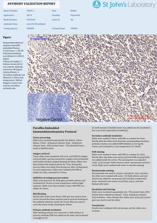 Figure:
Immunohistochemical
analysis of paraffin
embedded Human
Tonsil tissue. 1: IGF-IR
Polyclonal Antibody
was diluted at 1:200 (4
degree
Celsius,overnight). 2:
Sodium citrate pH 6.0
was used for antibody
retrieval (>98 degree
Celsius,20min). 3:
Secondary antibody was
diluted at 1:200 (room
temperature, 30min).
Negative control was
used by secondary
antibody only.
Report Number 93647-a Host Rabbit
Application IHC-P Clonality Polyclonal
Model Number STJ93647 Clone ID NA
Antibody Name Anti-IGF-IR antibody
Testing Species HUMAN Testing Tissue TONSIL
ANTIBODY VALIDATION REPORT
a. (A small amount of distilled water was added into the incubation
box to prevent evaporation of antibody).
62. Secondary antibody incubation
a. Slides were washed 3 times, with PBS on a shaker for 5min.
Shortly after the slides were dried the corresponding secondary
antibody solution was added (HRP labelled), covering the
tissues, and incubated at room temperature for 30min.
b.
63. DAB staining
a. Slides were washed 3 times, with PBS on a shaker for 5min.
b. Shortly after, the slides were dried and fresh DAB staining buffer
was added inside the circles. The staining time was adjusted
under a microscope. Yellow-brown colour represented a positive
result. Slides were washed with water to stop the staining.
c.
64. Haematoxylin staining
a. Haematoxylin was used to counter-staining for 1min, and then
the slides were washed with water. 1% Hydrochloric acid and
alcohol was added for several seconds and then washed with
water. Ammonia was used to reveal blue colour, and then
flushed with water.
b.
65. Desolation and Clearing
i. Slides were incubated sequentially into: 75% alcohol 5min, 85%
alcohol 5min, Anhydrous ethanol - 5min, Anhydrous ethanol -
5min & Xylene - 5min. Shortly after slides were dried and neutral
gum was used to seal the slides.
ii.
66. Visualization
a. Results were validated with microscope, and the slides were
scanned.
Paraffin-Embedded
Immunohistochemistry Protocol
56.
57. Tissue processing
a. Slides were incubated sequentially into Xylene; 15min –
Xylene, 15min - Anhydrous ethanol, 5min - Anhydrous
ethanol, 5min - 85% alcohol, 5min - 75% alcohol & 5min –
wash in distilled water.
b.
58. Antigen retrieval
a. Tissue slides were incubated with citric acid (PH6.0) antigen
retrieval buffer and microwaved for antigen retrieval (heated
until boiled and then stopped heating) for 8min. Slides were
then heated with medium power for 7min. During this
process slides were kept from drying out. After cooling down
at room temperature, slides were washed with PBS on
shaker for 5min, repeated for 3 times.
b.
59. Inhibition of endogenous peroxidase
a. Slides were placed in 3% Hydrogen peroxide solution, and
incubated for 10 min at room temperature without light
exposure. Slides were then washed 3 times with PBS on a
shaker for 5mins.
b.
60. BSA Blocking
a. Shortly after slides were dried, a PAP pen was used to draw
circles around the tissue sections (and to prevent draining of
the antibody solution). Inside the circles, BSA was used to
cover the tissue evenly, blocking for 30min.
b.
61. Primary antibody incubation
After blocking solution was removed a 1:200 solution of
primary antibody/PBS was added on the slide, and incubated
overnight at 4°C.
St John's Laboratory Ltd.
www.stjohnslabs.com
 