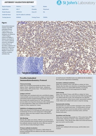 Figure:
Immunohistochemical
analysis of paraffin
embedded Human
Tonsil tissue. 1: N-
cadherin Polyclonal
Antibody was diluted at
1:200 (4 degree
Celsius,overnight). 2:
Sodium citrate pH 6.0
was used for antibody
retrieval (>98 degree
Celsius,20min). 3:
Secondary antibody was
diluted at 1:200 (room
temperature, 30min).
Negative control was
used by secondary
antibody only.
Report Number 94353-a Host Rabbit
Application IHC-P Clonality Polyclonal
Model Number STJ94353 Clone ID NA
Antibody Name Anti-N-cadherin antibody
Testing Species HUMAN Testing Tissue TONSIL
ANTIBODY VALIDATION REPORT
b. (A small amount of distilled water was added into the incubation
box to prevent evaporation of antibody).
30. Secondary antibody incubation
a. Slides were washed 3 times, with PBS on a shaker for 5min.
Shortly after the slides were dried the corresponding secondary
antibody solution was added (HRP labelled), covering the
tissues, and incubated at room temperature for 30min.
b.
31. DAB staining
a. Slides were washed 3 times, with PBS on a shaker for 5min.
b. Shortly after, the slides were dried and fresh DAB staining buffer
was added inside the circles. The staining time was adjusted
under a microscope. Yellow-brown colour represented a positive
result. Slides were washed with water to stop the staining.
c.
32. Haematoxylin staining
a. Haematoxylin was used to counter-staining for 1min, and then
the slides were washed with water. 1% Hydrochloric acid and
alcohol was added for several seconds and then washed with
water. Ammonia was used to reveal blue colour, and then
flushed with water.
b.
33. Desolation and Clearing
i. Slides were incubated sequentially into: 75% alcohol 5min, 85%
alcohol 5min, Anhydrous ethanol - 5min, Anhydrous ethanol -
5min & Xylene - 5min. Shortly after slides were dried and neutral
gum was used to seal the slides.
ii.
34. Visualization
a. Results were validated with microscope, and the slides were
scanned.
Paraffin-Embedded
Immunohistochemistry Protocol
24.
25. Tissue processing
a. Slides were incubated sequentially into Xylene; 15min –
Xylene, 15min - Anhydrous ethanol, 5min - Anhydrous
ethanol, 5min - 85% alcohol, 5min - 75% alcohol & 5min –
wash in distilled water.
b.
26. Antigen retrieval
a. Tissue slides were incubated with citric acid (PH6.0) antigen
retrieval buffer and microwaved for antigen retrieval (heated
until boiled and then stopped heating) for 8min. Slides were
then heated with medium power for 7min. During this
process slides were kept from drying out. After cooling down
at room temperature, slides were washed with PBS on
shaker for 5min, repeated for 3 times.
b.
27. Inhibition of endogenous peroxidase
a. Slides were placed in 3% Hydrogen peroxide solution, and
incubated for 10 min at room temperature without light
exposure. Slides were then washed 3 times with PBS on a
shaker for 5mins.
b.
28. BSA Blocking
a. Shortly after slides were dried, a PAP pen was used to draw
circles around the tissue sections (and to prevent draining of
the antibody solution). Inside the circles, BSA was used to
cover the tissue evenly, blocking for 30min.
b.
29. Primary antibody incubation
After blocking solution was removed a 1:200 solution of
primary antibody/PBS was added on the slide, and incubated
overnight at 4°C.
St John's Laboratory Ltd.
www.stjohnslabs.com
 