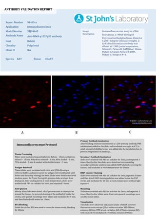 ANTIBODY VALIDATION REPORT
Report Number 94465-a
Application Immunofluorescence
Model Number STJ94465
Antibody Name Anti-NFκB-p105/p50 antibody
Host Rabbit
Clonality Polyclonal
Clone ID NA
Species RAT Tissue HEART
Image
Description
Immunofluorescence analysis of Rat
heart tissue. 1: NFκB-p105/p50
Polyclonal Antibody(red) was diluted at
1:200 (4 degree Celsius,overnight). 2:
Cy3 labled Secondary antibody was
diluted at 1:300 (room temperature,
50min).3: Picture B: DAPI(blue) 10min.
Picture A:Target. Picture B: DAPI.
Picture C: merge of A+B.
Primary Antibody Incubation
After blocking solution was removed a 1:200 primary antibody/PBS
solution was added on the slide, and incubated overnight at 4°C (a
small amount of distilled water was added into the incubation box to
prevent evaporation of antibody).
Secondary Antibody Incubation
slides were washed with PBS on a shaker for 5min, and repeated 3
times. Shortly after the slides were dried and corresponding
secondary antibody solution was added (HRP labelled), covering the
tissues, and incubated at room temperature for 50min.
DAPI Counter-Staining
slides were washed with PBS on a shaker for 5min, repeated 3 times
and then dried. DAPI staining solution was added inside the PAP
circles and incubated for 10 min at room temperature without light
exposure.
Mounting
Slides were washed with PBS on a shaker for 5min, and repeated 3
times. Shortly after slides were dried, anti-quench mountings were
used to mount slides.
Visualization
The slides were observed and placed under a NIKON inverted
fluorescence microscope (Ultra violet excitation 330-380nm,
emission 420nm; FITC green excitation 465-495nm, emission 515-
555 nm; CY3 red excitation 510-560nm, emission 590nm)
Immunofluorescence Protocol
Tissue Processing
Slides were incubated sequentially into: Xylene - 15min, Anhydrous
ethanol – 15 min, Anhydrous ethanol – 5 min, 85% alcohol – 5 min,
75% alcohol – 5 min & washed with distilled water – 5 min.
Antigen Retrieval
Tissue slides were incubated with citric acid (PH6.0) antigen
retrieval buffer, and microwaved for antigen retrieval (heated until
boiled and then stop heating) for 8min. Slides were then heated with
medium power for 7min. During this process slides are kept from
drying out. After cooling down at room temperature, slides were
washed with PBS on a shaker for 5min, and repeated 3 times.
Anti-Quench
shortly after slides were dried, a PAP pen was used to draw circles
around the tissues (to prevent draining of the antibody). Inside the
circles, anti-quench mountings were added and incubated for 5 min,
and then flushed with water for 10min.
BSA Blocking
Inside the circles, BSA was used to cover the tissue evenly, blocking
for 30min.
St John's Laboratory Ltd.
www.stjohnslabs.com
 
