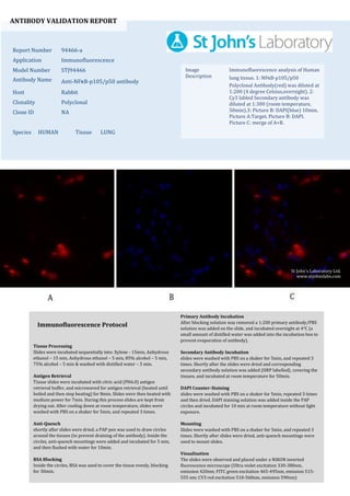 ANTIBODY VALIDATION REPORT
Report Number 94466-a
Application Immunofluorescence
Model Number STJ94466
Antibody Name Anti-NFκB-p105/p50 antibody
Host Rabbit
Clonality Polyclonal
Clone ID NA
Species HUMAN Tissue LUNG
Image
Description
Immunofluorescence analysis of Human
lung tissue. 1: NFκB-p105/p50
Polyclonal Antibody(red) was diluted at
1:200 (4 degree Celsius,overnight). 2:
Cy3 labled Secondary antibody was
diluted at 1:300 (room temperature,
50min).3: Picture B: DAPI(blue) 10min.
Picture A:Target. Picture B: DAPI.
Picture C: merge of A+B.
Primary Antibody Incubation
After blocking solution was removed a 1:200 primary antibody/PBS
solution was added on the slide, and incubated overnight at 4°C (a
small amount of distilled water was added into the incubation box to
prevent evaporation of antibody).
Secondary Antibody Incubation
slides were washed with PBS on a shaker for 5min, and repeated 3
times. Shortly after the slides were dried and corresponding
secondary antibody solution was added (HRP labelled), covering the
tissues, and incubated at room temperature for 50min.
DAPI Counter-Staining
slides were washed with PBS on a shaker for 5min, repeated 3 times
and then dried. DAPI staining solution was added inside the PAP
circles and incubated for 10 min at room temperature without light
exposure.
Mounting
Slides were washed with PBS on a shaker for 5min, and repeated 3
times. Shortly after slides were dried, anti-quench mountings were
used to mount slides.
Visualization
The slides were observed and placed under a NIKON inverted
fluorescence microscope (Ultra violet excitation 330-380nm,
emission 420nm; FITC green excitation 465-495nm, emission 515-
555 nm; CY3 red excitation 510-560nm, emission 590nm)
Immunofluorescence Protocol
Tissue Processing
Slides were incubated sequentially into: Xylene - 15min, Anhydrous
ethanol – 15 min, Anhydrous ethanol – 5 min, 85% alcohol – 5 min,
75% alcohol – 5 min & washed with distilled water – 5 min.
Antigen Retrieval
Tissue slides were incubated with citric acid (PH6.0) antigen
retrieval buffer, and microwaved for antigen retrieval (heated until
boiled and then stop heating) for 8min. Slides were then heated with
medium power for 7min. During this process slides are kept from
drying out. After cooling down at room temperature, slides were
washed with PBS on a shaker for 5min, and repeated 3 times.
Anti-Quench
shortly after slides were dried, a PAP pen was used to draw circles
around the tissues (to prevent draining of the antibody). Inside the
circles, anti-quench mountings were added and incubated for 5 min,
and then flushed with water for 10min.
BSA Blocking
Inside the circles, BSA was used to cover the tissue evenly, blocking
for 30min.
St John's Laboratory Ltd.
www.stjohnslabs.com
 