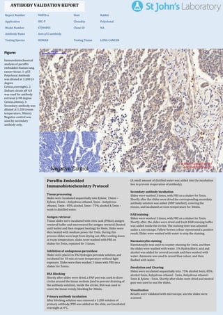 Figure:
Immunohistochemical
analysis of paraffin
embedded Human lung
cancer tissue. 1: p53
Polyclonal Antibody
was diluted at 1:200 (4
degree
Celsius,overnight). 2:
Sodium citrate pH 6.0
was used for antibody
retrieval (>98 degree
Celsius,20min). 3:
Secondary antibody was
diluted at 1:200 (room
temperature, 30min).
Negative control was
used by secondary
antibody only.
Report Number 94893-a Host Rabbit
Application IHC-P Clonality Polyclonal
Model Number STJ94893 Clone ID NA
Antibody Name Anti-p53 antibody
Testing Species HUMAN Testing Tissue LUNG CANCER
ANTIBODY VALIDATION REPORT
a. (A small amount of distilled water was added into the incubation
box to prevent evaporation of antibody).
62. Secondary antibody incubation
a. Slides were washed 3 times, with PBS on a shaker for 5min.
Shortly after the slides were dried the corresponding secondary
antibody solution was added (HRP labelled), covering the
tissues, and incubated at room temperature for 30min.
b.
63. DAB staining
a. Slides were washed 3 times, with PBS on a shaker for 5min.
b. Shortly after, the slides were dried and fresh DAB staining buffer
was added inside the circles. The staining time was adjusted
under a microscope. Yellow-brown colour represented a positive
result. Slides were washed with water to stop the staining.
c.
64. Haematoxylin staining
a. Haematoxylin was used to counter-staining for 1min, and then
the slides were washed with water. 1% Hydrochloric acid and
alcohol was added for several seconds and then washed with
water. Ammonia was used to reveal blue colour, and then
flushed with water.
b.
65. Desolation and Clearing
i. Slides were incubated sequentially into: 75% alcohol 5min, 85%
alcohol 5min, Anhydrous ethanol - 5min, Anhydrous ethanol -
5min & Xylene - 5min. Shortly after slides were dried and neutral
gum was used to seal the slides.
ii.
66. Visualization
a. Results were validated with microscope, and the slides were
scanned.
Paraffin-Embedded
Immunohistochemistry Protocol
56.
57. Tissue processing
a. Slides were incubated sequentially into Xylene; 15min –
Xylene, 15min - Anhydrous ethanol, 5min - Anhydrous
ethanol, 5min - 85% alcohol, 5min - 75% alcohol & 5min –
wash in distilled water.
b.
58. Antigen retrieval
a. Tissue slides were incubated with citric acid (PH6.0) antigen
retrieval buffer and microwaved for antigen retrieval (heated
until boiled and then stopped heating) for 8min. Slides were
then heated with medium power for 7min. During this
process slides were kept from drying out. After cooling down
at room temperature, slides were washed with PBS on
shaker for 5min, repeated for 3 times.
b.
59. Inhibition of endogenous peroxidase
a. Slides were placed in 3% Hydrogen peroxide solution, and
incubated for 10 min at room temperature without light
exposure. Slides were then washed 3 times with PBS on a
shaker for 5mins.
b.
60. BSA Blocking
a. Shortly after slides were dried, a PAP pen was used to draw
circles around the tissue sections (and to prevent draining of
the antibody solution). Inside the circles, BSA was used to
cover the tissue evenly, blocking for 30min.
b.
61. Primary antibody incubation
After blocking solution was removed a 1:200 solution of
primary antibody/PBS was added on the slide, and incubated
overnight at 4°C.
St John's Laboratory Ltd.
www.stjohnslabs.com
 