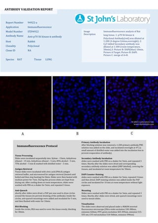 ANTIBODY VALIDATION REPORT
Report Number 94922-a
Application Immunofluorescence
Model Number STJ94922
Antibody Name Anti-p70 S6 kinase α antibody
Host Rabbit
Clonality Polyclonal
Clone ID NA
Species RAT Tissue LUNG
Image
Description
Immunofluorescence analysis of Rat
lung tissue. 1: p70 S6 kinase α
Polyclonal Antibody(red) was diluted at
1:200 (4 degree Celsius,overnight). 2:
Cy3 labled Secondary antibody was
diluted at 1:300 (room temperature,
50min).3: Picture B: DAPI(blue) 10min.
Picture A:Target. Picture B: DAPI.
Picture C: merge of A+B.
Primary Antibody Incubation
After blocking solution was removed a 1:200 primary antibody/PBS
solution was added on the slide, and incubated overnight at 4°C (a
small amount of distilled water was added into the incubation box to
prevent evaporation of antibody).
Secondary Antibody Incubation
slides were washed with PBS on a shaker for 5min, and repeated 3
times. Shortly after the slides were dried and corresponding
secondary antibody solution was added (HRP labelled), covering the
tissues, and incubated at room temperature for 50min.
DAPI Counter-Staining
slides were washed with PBS on a shaker for 5min, repeated 3 times
and then dried. DAPI staining solution was added inside the PAP
circles and incubated for 10 min at room temperature without light
exposure.
Mounting
Slides were washed with PBS on a shaker for 5min, and repeated 3
times. Shortly after slides were dried, anti-quench mountings were
used to mount slides.
Visualization
The slides were observed and placed under a NIKON inverted
fluorescence microscope (Ultra violet excitation 330-380nm,
emission 420nm; FITC green excitation 465-495nm, emission 515-
555 nm; CY3 red excitation 510-560nm, emission 590nm)
Immunofluorescence Protocol
Tissue Processing
Slides were incubated sequentially into: Xylene - 15min, Anhydrous
ethanol – 15 min, Anhydrous ethanol – 5 min, 85% alcohol – 5 min,
75% alcohol – 5 min & washed with distilled water – 5 min.
Antigen Retrieval
Tissue slides were incubated with citric acid (PH6.0) antigen
retrieval buffer, and microwaved for antigen retrieval (heated until
boiled and then stop heating) for 8min. Slides were then heated with
medium power for 7min. During this process slides are kept from
drying out. After cooling down at room temperature, slides were
washed with PBS on a shaker for 5min, and repeated 3 times.
Anti-Quench
shortly after slides were dried, a PAP pen was used to draw circles
around the tissues (to prevent draining of the antibody). Inside the
circles, anti-quench mountings were added and incubated for 5 min,
and then flushed with water for 10min.
BSA Blocking
Inside the circles, BSA was used to cover the tissue evenly, blocking
for 30min.
St John's Laboratory Ltd.
www.stjohnslabs.com
 