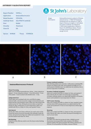 ANTIBODY VALIDATION REPORT
Report Number 94996-a
Application Immunofluorescence
Model Number STJ94996
Antibody Name Anti-PDGF-B antibody
Host Rabbit
Clonality Polyclonal
Clone ID NA
Species HUMAN Tissue STOMACH
Image
Description
Immunofluorescence analysis of Human
stomach tissue. 1: PDGF-B Polyclonal
Antibody(red) was diluted at 1:200 (4
degree Celsius,overnight). 2: Cy3 labled
Secondary antibody was diluted at
1:300 (room temperature, 50min).3:
Picture B: DAPI(blue) 10min. Picture
A:Target. Picture B: DAPI. Picture C:
merge of A+B.
Primary Antibody Incubation
After blocking solution was removed a 1:200 primary antibody/PBS
solution was added on the slide, and incubated overnight at 4°C (a
small amount of distilled water was added into the incubation box to
prevent evaporation of antibody).
Secondary Antibody Incubation
slides were washed with PBS on a shaker for 5min, and repeated 3
times. Shortly after the slides were dried and corresponding
secondary antibody solution was added (HRP labelled), covering the
tissues, and incubated at room temperature for 50min.
DAPI Counter-Staining
slides were washed with PBS on a shaker for 5min, repeated 3 times
and then dried. DAPI staining solution was added inside the PAP
circles and incubated for 10 min at room temperature without light
exposure.
Mounting
Slides were washed with PBS on a shaker for 5min, and repeated 3
times. Shortly after slides were dried, anti-quench mountings were
used to mount slides.
Visualization
The slides were observed and placed under a NIKON inverted
fluorescence microscope (Ultra violet excitation 330-380nm,
emission 420nm; FITC green excitation 465-495nm, emission 515-
555 nm; CY3 red excitation 510-560nm, emission 590nm)
Immunofluorescence Protocol
Tissue Processing
Slides were incubated sequentially into: Xylene - 15min, Anhydrous
ethanol – 15 min, Anhydrous ethanol – 5 min, 85% alcohol – 5 min,
75% alcohol – 5 min & washed with distilled water – 5 min.
Antigen Retrieval
Tissue slides were incubated with citric acid (PH6.0) antigen
retrieval buffer, and microwaved for antigen retrieval (heated until
boiled and then stop heating) for 8min. Slides were then heated with
medium power for 7min. During this process slides are kept from
drying out. After cooling down at room temperature, slides were
washed with PBS on a shaker for 5min, and repeated 3 times.
Anti-Quench
shortly after slides were dried, a PAP pen was used to draw circles
around the tissues (to prevent draining of the antibody). Inside the
circles, anti-quench mountings were added and incubated for 5 min,
and then flushed with water for 10min.
BSA Blocking
Inside the circles, BSA was used to cover the tissue evenly, blocking
for 30min.
St John's Laboratory Ltd.
www.stjohnslabs.com
 