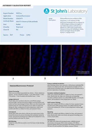 ANTIBODY VALIDATION REPORT
Report Number 95074-a
Application Immunofluorescence
Model Number STJ95074
Antibody Name Anti-PI 3-kinase p110α antibody
Host Rabbit
Clonality Polyclonal
Clone ID NA
Species RAT Tissue LUNG
Image
Description
Immunofluorescence analysis of Rat
lung tissue. 1: PI 3-kinase p110α
Polyclonal Antibody(red) was diluted at
1:200 (4 degree Celsius,overnight). 2:
Cy3 labled Secondary antibody was
diluted at 1:300 (room temperature,
50min).3: Picture B: DAPI(blue) 10min.
Picture A:Target. Picture B: DAPI.
Picture C: merge of A+B.
Primary Antibody Incubation
After blocking solution was removed a 1:200 primary antibody/PBS
solution was added on the slide, and incubated overnight at 4°C (a
small amount of distilled water was added into the incubation box to
prevent evaporation of antibody).
Secondary Antibody Incubation
slides were washed with PBS on a shaker for 5min, and repeated 3
times. Shortly after the slides were dried and corresponding
secondary antibody solution was added (HRP labelled), covering the
tissues, and incubated at room temperature for 50min.
DAPI Counter-Staining
slides were washed with PBS on a shaker for 5min, repeated 3 times
and then dried. DAPI staining solution was added inside the PAP
circles and incubated for 10 min at room temperature without light
exposure.
Mounting
Slides were washed with PBS on a shaker for 5min, and repeated 3
times. Shortly after slides were dried, anti-quench mountings were
used to mount slides.
Visualization
The slides were observed and placed under a NIKON inverted
fluorescence microscope (Ultra violet excitation 330-380nm,
emission 420nm; FITC green excitation 465-495nm, emission 515-
555 nm; CY3 red excitation 510-560nm, emission 590nm)
Immunofluorescence Protocol
Tissue Processing
Slides were incubated sequentially into: Xylene - 15min, Anhydrous
ethanol – 15 min, Anhydrous ethanol – 5 min, 85% alcohol – 5 min,
75% alcohol – 5 min & washed with distilled water – 5 min.
Antigen Retrieval
Tissue slides were incubated with citric acid (PH6.0) antigen
retrieval buffer, and microwaved for antigen retrieval (heated until
boiled and then stop heating) for 8min. Slides were then heated with
medium power for 7min. During this process slides are kept from
drying out. After cooling down at room temperature, slides were
washed with PBS on a shaker for 5min, and repeated 3 times.
Anti-Quench
shortly after slides were dried, a PAP pen was used to draw circles
around the tissues (to prevent draining of the antibody). Inside the
circles, anti-quench mountings were added and incubated for 5 min,
and then flushed with water for 10min.
BSA Blocking
Inside the circles, BSA was used to cover the tissue evenly, blocking
for 30min.
St John's Laboratory Ltd.
www.stjohnslabs.com
 