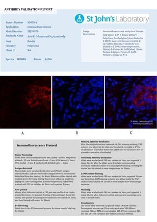 ANTIBODY VALIDATION REPORT
Report Number 95078-a
Application Immunofluorescence
Model Number STJ95078
Antibody Name Anti-PI 3-kinase p85α/γ antibody
Host Rabbit
Clonality Polyclonal
Clone ID NA
Species HUMAN Tissue LUNG
Image
Description
Immunofluorescence analysis of Human
lung tissue. 1: PI 3-kinase p85α/γ
Polyclonal Antibody(red) was diluted at
1:200 (4 degree Celsius,overnight). 2:
Cy3 labled Secondary antibody was
diluted at 1:300 (room temperature,
50min).3: Picture B: DAPI(blue) 10min.
Picture A:Target. Picture B: DAPI.
Picture C: merge of A+B.
Primary Antibody Incubation
After blocking solution was removed a 1:200 primary antibody/PBS
solution was added on the slide, and incubated overnight at 4°C (a
small amount of distilled water was added into the incubation box to
prevent evaporation of antibody).
Secondary Antibody Incubation
slides were washed with PBS on a shaker for 5min, and repeated 3
times. Shortly after the slides were dried and corresponding
secondary antibody solution was added (HRP labelled), covering the
tissues, and incubated at room temperature for 50min.
DAPI Counter-Staining
slides were washed with PBS on a shaker for 5min, repeated 3 times
and then dried. DAPI staining solution was added inside the PAP
circles and incubated for 10 min at room temperature without light
exposure.
Mounting
Slides were washed with PBS on a shaker for 5min, and repeated 3
times. Shortly after slides were dried, anti-quench mountings were
used to mount slides.
Visualization
The slides were observed and placed under a NIKON inverted
fluorescence microscope (Ultra violet excitation 330-380nm,
emission 420nm; FITC green excitation 465-495nm, emission 515-
555 nm; CY3 red excitation 510-560nm, emission 590nm)
Immunofluorescence Protocol
Tissue Processing
Slides were incubated sequentially into: Xylene - 15min, Anhydrous
ethanol – 15 min, Anhydrous ethanol – 5 min, 85% alcohol – 5 min,
75% alcohol – 5 min & washed with distilled water – 5 min.
Antigen Retrieval
Tissue slides were incubated with citric acid (PH6.0) antigen
retrieval buffer, and microwaved for antigen retrieval (heated until
boiled and then stop heating) for 8min. Slides were then heated with
medium power for 7min. During this process slides are kept from
drying out. After cooling down at room temperature, slides were
washed with PBS on a shaker for 5min, and repeated 3 times.
Anti-Quench
shortly after slides were dried, a PAP pen was used to draw circles
around the tissues (to prevent draining of the antibody). Inside the
circles, anti-quench mountings were added and incubated for 5 min,
and then flushed with water for 10min.
BSA Blocking
Inside the circles, BSA was used to cover the tissue evenly, blocking
for 30min.
St John's Laboratory Ltd.
www.stjohnslabs.com
 