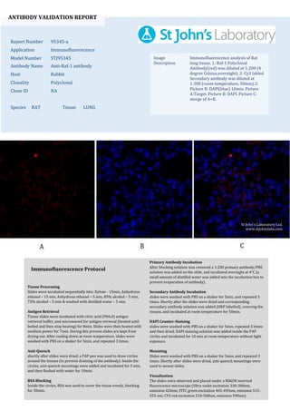 ANTIBODY VALIDATION REPORT
Report Number 95345-a
Application Immunofluorescence
Model Number STJ95345
Antibody Name Anti-Raf-1 antibody
Host Rabbit
Clonality Polyclonal
Clone ID NA
Species RAT Tissue LUNG
Image
Description
Immunofluorescence analysis of Rat
lung tissue. 1: Raf-1 Polyclonal
Antibody(red) was diluted at 1:200 (4
degree Celsius,overnight). 2: Cy3 labled
Secondary antibody was diluted at
1:300 (room temperature, 50min).3:
Picture B: DAPI(blue) 10min. Picture
A:Target. Picture B: DAPI. Picture C:
merge of A+B.
Primary Antibody Incubation
After blocking solution was removed a 1:200 primary antibody/PBS
solution was added on the slide, and incubated overnight at 4°C (a
small amount of distilled water was added into the incubation box to
prevent evaporation of antibody).
Secondary Antibody Incubation
slides were washed with PBS on a shaker for 5min, and repeated 3
times. Shortly after the slides were dried and corresponding
secondary antibody solution was added (HRP labelled), covering the
tissues, and incubated at room temperature for 50min.
DAPI Counter-Staining
slides were washed with PBS on a shaker for 5min, repeated 3 times
and then dried. DAPI staining solution was added inside the PAP
circles and incubated for 10 min at room temperature without light
exposure.
Mounting
Slides were washed with PBS on a shaker for 5min, and repeated 3
times. Shortly after slides were dried, anti-quench mountings were
used to mount slides.
Visualization
The slides were observed and placed under a NIKON inverted
fluorescence microscope (Ultra violet excitation 330-380nm,
emission 420nm; FITC green excitation 465-495nm, emission 515-
555 nm; CY3 red excitation 510-560nm, emission 590nm)
Immunofluorescence Protocol
Tissue Processing
Slides were incubated sequentially into: Xylene - 15min, Anhydrous
ethanol – 15 min, Anhydrous ethanol – 5 min, 85% alcohol – 5 min,
75% alcohol – 5 min & washed with distilled water – 5 min.
Antigen Retrieval
Tissue slides were incubated with citric acid (PH6.0) antigen
retrieval buffer, and microwaved for antigen retrieval (heated until
boiled and then stop heating) for 8min. Slides were then heated with
medium power for 7min. During this process slides are kept from
drying out. After cooling down at room temperature, slides were
washed with PBS on a shaker for 5min, and repeated 3 times.
Anti-Quench
shortly after slides were dried, a PAP pen was used to draw circles
around the tissues (to prevent draining of the antibody). Inside the
circles, anti-quench mountings were added and incubated for 5 min,
and then flushed with water for 10min.
BSA Blocking
Inside the circles, BSA was used to cover the tissue evenly, blocking
for 30min.
St John's Laboratory Ltd.
www.stjohnslabs.com
 