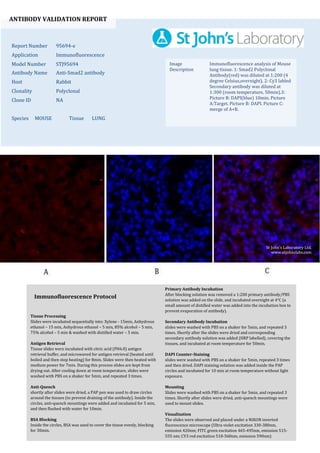 ANTIBODY VALIDATION REPORT
Report Number 95694-e
Application Immunofluorescence
Model Number STJ95694
Antibody Name Anti-Smad2 antibody
Host Rabbit
Clonality Polyclonal
Clone ID NA
Species MOUSE Tissue LUNG
Image
Description
Immunofluorescence analysis of Mouse
lung tissue. 1: Smad2 Polyclonal
Antibody(red) was diluted at 1:200 (4
degree Celsius,overnight). 2: Cy3 labled
Secondary antibody was diluted at
1:300 (room temperature, 50min).3:
Picture B: DAPI(blue) 10min. Picture
A:Target. Picture B: DAPI. Picture C:
merge of A+B.
Primary Antibody Incubation
After blocking solution was removed a 1:200 primary antibody/PBS
solution was added on the slide, and incubated overnight at 4°C (a
small amount of distilled water was added into the incubation box to
prevent evaporation of antibody).
Secondary Antibody Incubation
slides were washed with PBS on a shaker for 5min, and repeated 3
times. Shortly after the slides were dried and corresponding
secondary antibody solution was added (HRP labelled), covering the
tissues, and incubated at room temperature for 50min.
DAPI Counter-Staining
slides were washed with PBS on a shaker for 5min, repeated 3 times
and then dried. DAPI staining solution was added inside the PAP
circles and incubated for 10 min at room temperature without light
exposure.
Mounting
Slides were washed with PBS on a shaker for 5min, and repeated 3
times. Shortly after slides were dried, anti-quench mountings were
used to mount slides.
Visualization
The slides were observed and placed under a NIKON inverted
fluorescence microscope (Ultra violet excitation 330-380nm,
emission 420nm; FITC green excitation 465-495nm, emission 515-
555 nm; CY3 red excitation 510-560nm, emission 590nm)
Immunofluorescence Protocol
Tissue Processing
Slides were incubated sequentially into: Xylene - 15min, Anhydrous
ethanol – 15 min, Anhydrous ethanol – 5 min, 85% alcohol – 5 min,
75% alcohol – 5 min & washed with distilled water – 5 min.
Antigen Retrieval
Tissue slides were incubated with citric acid (PH6.0) antigen
retrieval buffer, and microwaved for antigen retrieval (heated until
boiled and then stop heating) for 8min. Slides were then heated with
medium power for 7min. During this process slides are kept from
drying out. After cooling down at room temperature, slides were
washed with PBS on a shaker for 5min, and repeated 3 times.
Anti-Quench
shortly after slides were dried, a PAP pen was used to draw circles
around the tissues (to prevent draining of the antibody). Inside the
circles, anti-quench mountings were added and incubated for 5 min,
and then flushed with water for 10min.
BSA Blocking
Inside the circles, BSA was used to cover the tissue evenly, blocking
for 30min.
St John's Laboratory Ltd.
www.stjohnslabs.com
 