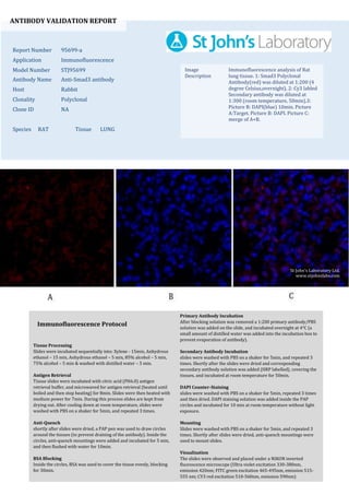 ANTIBODY VALIDATION REPORT
Report Number 95699-a
Application Immunofluorescence
Model Number STJ95699
Antibody Name Anti-Smad3 antibody
Host Rabbit
Clonality Polyclonal
Clone ID NA
Species RAT Tissue LUNG
Image
Description
Immunofluorescence analysis of Rat
lung tissue. 1: Smad3 Polyclonal
Antibody(red) was diluted at 1:200 (4
degree Celsius,overnight). 2: Cy3 labled
Secondary antibody was diluted at
1:300 (room temperature, 50min).3:
Picture B: DAPI(blue) 10min. Picture
A:Target. Picture B: DAPI. Picture C:
merge of A+B.
Primary Antibody Incubation
After blocking solution was removed a 1:200 primary antibody/PBS
solution was added on the slide, and incubated overnight at 4°C (a
small amount of distilled water was added into the incubation box to
prevent evaporation of antibody).
Secondary Antibody Incubation
slides were washed with PBS on a shaker for 5min, and repeated 3
times. Shortly after the slides were dried and corresponding
secondary antibody solution was added (HRP labelled), covering the
tissues, and incubated at room temperature for 50min.
DAPI Counter-Staining
slides were washed with PBS on a shaker for 5min, repeated 3 times
and then dried. DAPI staining solution was added inside the PAP
circles and incubated for 10 min at room temperature without light
exposure.
Mounting
Slides were washed with PBS on a shaker for 5min, and repeated 3
times. Shortly after slides were dried, anti-quench mountings were
used to mount slides.
Visualization
The slides were observed and placed under a NIKON inverted
fluorescence microscope (Ultra violet excitation 330-380nm,
emission 420nm; FITC green excitation 465-495nm, emission 515-
555 nm; CY3 red excitation 510-560nm, emission 590nm)
Immunofluorescence Protocol
Tissue Processing
Slides were incubated sequentially into: Xylene - 15min, Anhydrous
ethanol – 15 min, Anhydrous ethanol – 5 min, 85% alcohol – 5 min,
75% alcohol – 5 min & washed with distilled water – 5 min.
Antigen Retrieval
Tissue slides were incubated with citric acid (PH6.0) antigen
retrieval buffer, and microwaved for antigen retrieval (heated until
boiled and then stop heating) for 8min. Slides were then heated with
medium power for 7min. During this process slides are kept from
drying out. After cooling down at room temperature, slides were
washed with PBS on a shaker for 5min, and repeated 3 times.
Anti-Quench
shortly after slides were dried, a PAP pen was used to draw circles
around the tissues (to prevent draining of the antibody). Inside the
circles, anti-quench mountings were added and incubated for 5 min,
and then flushed with water for 10min.
BSA Blocking
Inside the circles, BSA was used to cover the tissue evenly, blocking
for 30min.
St John's Laboratory Ltd.
www.stjohnslabs.com
 