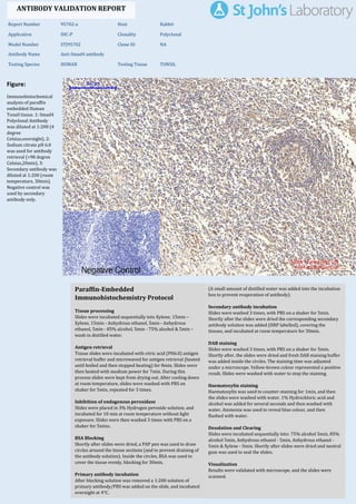 Figure:
Immunohistochemical
analysis of paraffin
embedded Human
Tonsil tissue. 1: Smad4
Polyclonal Antibody
was diluted at 1:200 (4
degree
Celsius,overnight). 2:
Sodium citrate pH 6.0
was used for antibody
retrieval (>98 degree
Celsius,20min). 3:
Secondary antibody was
diluted at 1:200 (room
temperature, 30min).
Negative control was
used by secondary
antibody only.
Report Number 95702-a Host Rabbit
Application IHC-P Clonality Polyclonal
Model Number STJ95702 Clone ID NA
Antibody Name Anti-Smad4 antibody
Testing Species HUMAN Testing Tissue TONSIL
ANTIBODY VALIDATION REPORT
a. (A small amount of distilled water was added into the incubation
box to prevent evaporation of antibody).
30. Secondary antibody incubation
a. Slides were washed 3 times, with PBS on a shaker for 5min.
Shortly after the slides were dried the corresponding secondary
antibody solution was added (HRP labelled), covering the
tissues, and incubated at room temperature for 30min.
b.
31. DAB staining
a. Slides were washed 3 times, with PBS on a shaker for 5min.
b. Shortly after, the slides were dried and fresh DAB staining buffer
was added inside the circles. The staining time was adjusted
under a microscope. Yellow-brown colour represented a positive
result. Slides were washed with water to stop the staining.
c.
32. Haematoxylin staining
a. Haematoxylin was used to counter-staining for 1min, and then
the slides were washed with water. 1% Hydrochloric acid and
alcohol was added for several seconds and then washed with
water. Ammonia was used to reveal blue colour, and then
flushed with water.
b.
33. Desolation and Clearing
i. Slides were incubated sequentially into: 75% alcohol 5min, 85%
alcohol 5min, Anhydrous ethanol - 5min, Anhydrous ethanol -
5min & Xylene - 5min. Shortly after slides were dried and neutral
gum was used to seal the slides.
ii.
34. Visualization
a. Results were validated with microscope, and the slides were
scanned.
Paraffin-Embedded
Immunohistochemistry Protocol
24.
25. Tissue processing
a. Slides were incubated sequentially into Xylene; 15min –
Xylene, 15min - Anhydrous ethanol, 5min - Anhydrous
ethanol, 5min - 85% alcohol, 5min - 75% alcohol & 5min –
wash in distilled water.
b.
26. Antigen retrieval
a. Tissue slides were incubated with citric acid (PH6.0) antigen
retrieval buffer and microwaved for antigen retrieval (heated
until boiled and then stopped heating) for 8min. Slides were
then heated with medium power for 7min. During this
process slides were kept from drying out. After cooling down
at room temperature, slides were washed with PBS on
shaker for 5min, repeated for 3 times.
b.
27. Inhibition of endogenous peroxidase
a. Slides were placed in 3% Hydrogen peroxide solution, and
incubated for 10 min at room temperature without light
exposure. Slides were then washed 3 times with PBS on a
shaker for 5mins.
b.
28. BSA Blocking
a. Shortly after slides were dried, a PAP pen was used to draw
circles around the tissue sections (and to prevent draining of
the antibody solution). Inside the circles, BSA was used to
cover the tissue evenly, blocking for 30min.
b.
29. Primary antibody incubation
After blocking solution was removed a 1:200 solution of
primary antibody/PBS was added on the slide, and incubated
overnight at 4°C.
St John's Laboratory Ltd.
www.stjohnslabs.com
 
