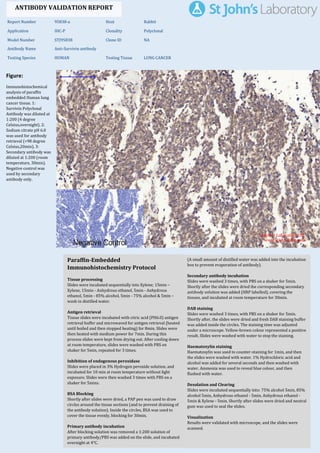 Figure:
Immunohistochemical
analysis of paraffin
embedded Human lung
cancer tissue. 1:
Survivin Polyclonal
Antibody was diluted at
1:200 (4 degree
Celsius,overnight). 2:
Sodium citrate pH 6.0
was used for antibody
retrieval (>98 degree
Celsius,20min). 3:
Secondary antibody was
diluted at 1:200 (room
temperature, 30min).
Negative control was
used by secondary
antibody only.
Report Number 95838-a Host Rabbit
Application IHC-P Clonality Polyclonal
Model Number STJ95838 Clone ID NA
Antibody Name Anti-Survivin antibody
Testing Species HUMAN Testing Tissue LUNG CANCER
ANTIBODY VALIDATION REPORT
a. (A small amount of distilled water was added into the incubation
box to prevent evaporation of antibody).
52. Secondary antibody incubation
a. Slides were washed 3 times, with PBS on a shaker for 5min.
Shortly after the slides were dried the corresponding secondary
antibody solution was added (HRP labelled), covering the
tissues, and incubated at room temperature for 30min.
b.
53. DAB staining
a. Slides were washed 3 times, with PBS on a shaker for 5min.
b. Shortly after, the slides were dried and fresh DAB staining buffer
was added inside the circles. The staining time was adjusted
under a microscope. Yellow-brown colour represented a positive
result. Slides were washed with water to stop the staining.
c.
54. Haematoxylin staining
a. Haematoxylin was used to counter-staining for 1min, and then
the slides were washed with water. 1% Hydrochloric acid and
alcohol was added for several seconds and then washed with
water. Ammonia was used to reveal blue colour, and then
flushed with water.
b.
55. Desolation and Clearing
i. Slides were incubated sequentially into: 75% alcohol 5min, 85%
alcohol 5min, Anhydrous ethanol - 5min, Anhydrous ethanol -
5min & Xylene - 5min. Shortly after slides were dried and neutral
gum was used to seal the slides.
ii.
56. Visualization
a. Results were validated with microscope, and the slides were
scanned.
Paraffin-Embedded
Immunohistochemistry Protocol
46.
47. Tissue processing
a. Slides were incubated sequentially into Xylene; 15min –
Xylene, 15min - Anhydrous ethanol, 5min - Anhydrous
ethanol, 5min - 85% alcohol, 5min - 75% alcohol & 5min –
wash in distilled water.
b.
48. Antigen retrieval
a. Tissue slides were incubated with citric acid (PH6.0) antigen
retrieval buffer and microwaved for antigen retrieval (heated
until boiled and then stopped heating) for 8min. Slides were
then heated with medium power for 7min. During this
process slides were kept from drying out. After cooling down
at room temperature, slides were washed with PBS on
shaker for 5min, repeated for 3 times.
b.
49. Inhibition of endogenous peroxidase
a. Slides were placed in 3% Hydrogen peroxide solution, and
incubated for 10 min at room temperature without light
exposure. Slides were then washed 3 times with PBS on a
shaker for 5mins.
b.
50. BSA Blocking
a. Shortly after slides were dried, a PAP pen was used to draw
circles around the tissue sections (and to prevent draining of
the antibody solution). Inside the circles, BSA was used to
cover the tissue evenly, blocking for 30min.
b.
51. Primary antibody incubation
After blocking solution was removed a 1:200 solution of
primary antibody/PBS was added on the slide, and incubated
overnight at 4°C.
St John's Laboratory Ltd.
www.stjohnslabs.com
 
