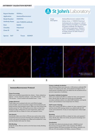 ANTIBODY VALIDATION REPORT
Report Number 95994-a
Application Immunofluorescence
Model Number STJ95994
Antibody Name Anti-TGFβ RII antibody
Host Rabbit
Clonality Polyclonal
Clone ID NA
Species RAT Tissue KIDNEY
Image
Description
Immunofluorescence analysis of Rat
kidney tissue. 1: TGFβ RII Polyclonal
Antibody(red) was diluted at 1:200 (4
degree Celsius,overnight). 2: Cy3 labled
Secondary antibody was diluted at
1:300 (room temperature, 50min).3:
Picture B: DAPI(blue) 10min. Picture
A:Target. Picture B: DAPI. Picture C:
merge of A+B.
Primary Antibody Incubation
After blocking solution was removed a 1:200 primary antibody/PBS
solution was added on the slide, and incubated overnight at 4°C (a
small amount of distilled water was added into the incubation box to
prevent evaporation of antibody).
Secondary Antibody Incubation
slides were washed with PBS on a shaker for 5min, and repeated 3
times. Shortly after the slides were dried and corresponding
secondary antibody solution was added (HRP labelled), covering the
tissues, and incubated at room temperature for 50min.
DAPI Counter-Staining
slides were washed with PBS on a shaker for 5min, repeated 3 times
and then dried. DAPI staining solution was added inside the PAP
circles and incubated for 10 min at room temperature without light
exposure.
Mounting
Slides were washed with PBS on a shaker for 5min, and repeated 3
times. Shortly after slides were dried, anti-quench mountings were
used to mount slides.
Visualization
The slides were observed and placed under a NIKON inverted
fluorescence microscope (Ultra violet excitation 330-380nm,
emission 420nm; FITC green excitation 465-495nm, emission 515-
555 nm; CY3 red excitation 510-560nm, emission 590nm)
Immunofluorescence Protocol
Tissue Processing
Slides were incubated sequentially into: Xylene - 15min, Anhydrous
ethanol – 15 min, Anhydrous ethanol – 5 min, 85% alcohol – 5 min,
75% alcohol – 5 min & washed with distilled water – 5 min.
Antigen Retrieval
Tissue slides were incubated with citric acid (PH6.0) antigen
retrieval buffer, and microwaved for antigen retrieval (heated until
boiled and then stop heating) for 8min. Slides were then heated with
medium power for 7min. During this process slides are kept from
drying out. After cooling down at room temperature, slides were
washed with PBS on a shaker for 5min, and repeated 3 times.
Anti-Quench
shortly after slides were dried, a PAP pen was used to draw circles
around the tissues (to prevent draining of the antibody). Inside the
circles, anti-quench mountings were added and incubated for 5 min,
and then flushed with water for 10min.
BSA Blocking
Inside the circles, BSA was used to cover the tissue evenly, blocking
for 30min.
St John's Laboratory Ltd.
www.stjohnslabs.com
 