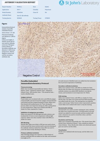 Figure:
Immunohistochemical
analysis of paraffin
embedded Human
uterus tissue. 1: IL-1β
Polyclonal Antibody
was diluted at 1:200 (4
degree
Celsius,overnight). 2:
Sodium citrate pH 6.0
was used for antibody
retrieval (>98 degree
Celsius,20min). 3:
Secondary antibody was
diluted at 1:200 (room
temperature, 30min).
Negative control was
used by secondary
antibody only.
Report Number 96566-a Host Rabbit
Application IHC-P Clonality Polyclonal
Model Number STJ96566 Clone ID NA
Antibody Name Anti-IL-1β antibody
Testing Species HUMAN Testing Tissue UTERUS
ANTIBODY VALIDATION REPORT
a. (A small amount of distilled water was added into the incubation
box to prevent evaporation of antibody).
41. Secondary antibody incubation
a. Slides were washed 3 times, with PBS on a shaker for 5min.
Shortly after the slides were dried the corresponding secondary
antibody solution was added (HRP labelled), covering the
tissues, and incubated at room temperature for 30min.
b.
42. DAB staining
a. Slides were washed 3 times, with PBS on a shaker for 5min.
b. Shortly after, the slides were dried and fresh DAB staining buffer
was added inside the circles. The staining time was adjusted
under a microscope. Yellow-brown colour represented a positive
result. Slides were washed with water to stop the staining.
c.
43. Haematoxylin staining
a. Haematoxylin was used to counter-staining for 1min, and then
the slides were washed with water. 1% Hydrochloric acid and
alcohol was added for several seconds and then washed with
water. Ammonia was used to reveal blue colour, and then
flushed with water.
b.
44. Desolation and Clearing
i. Slides were incubated sequentially into: 75% alcohol 5min, 85%
alcohol 5min, Anhydrous ethanol - 5min, Anhydrous ethanol -
5min & Xylene - 5min. Shortly after slides were dried and neutral
gum was used to seal the slides.
ii.
45. Visualization
a. Results were validated with microscope, and the slides were
scanned.
Paraffin-Embedded
Immunohistochemistry Protocol
35.
36. Tissue processing
a. Slides were incubated sequentially into Xylene; 15min –
Xylene, 15min - Anhydrous ethanol, 5min - Anhydrous
ethanol, 5min - 85% alcohol, 5min - 75% alcohol & 5min –
wash in distilled water.
b.
37. Antigen retrieval
a. Tissue slides were incubated with citric acid (PH6.0) antigen
retrieval buffer and microwaved for antigen retrieval (heated
until boiled and then stopped heating) for 8min. Slides were
then heated with medium power for 7min. During this
process slides were kept from drying out. After cooling down
at room temperature, slides were washed with PBS on
shaker for 5min, repeated for 3 times.
b.
38. Inhibition of endogenous peroxidase
a. Slides were placed in 3% Hydrogen peroxide solution, and
incubated for 10 min at room temperature without light
exposure. Slides were then washed 3 times with PBS on a
shaker for 5mins.
b.
39. BSA Blocking
a. Shortly after slides were dried, a PAP pen was used to draw
circles around the tissue sections (and to prevent draining of
the antibody solution). Inside the circles, BSA was used to
cover the tissue evenly, blocking for 30min.
b.
40. Primary antibody incubation
After blocking solution was removed a 1:200 solution of
primary antibody/PBS was added on the slide, and incubated
overnight at 4°C.
St John's Laboratory Ltd.
www.stjohnslabs.com
 