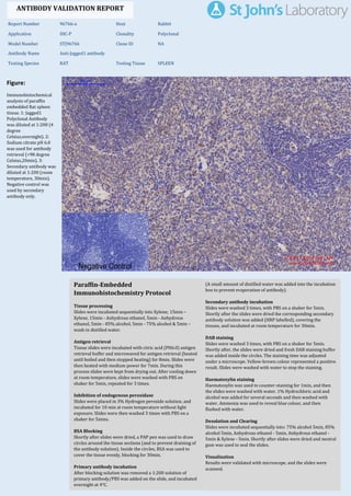 Figure:
Immunohistochemical
analysis of paraffin
embedded Rat spleen
tissue. 1: Jagged1
Polyclonal Antibody
was diluted at 1:200 (4
degree
Celsius,overnight). 2:
Sodium citrate pH 6.0
was used for antibody
retrieval (>98 degree
Celsius,20min). 3:
Secondary antibody was
diluted at 1:200 (room
temperature, 30min).
Negative control was
used by secondary
antibody only.
Report Number 96766-a Host Rabbit
Application IHC-P Clonality Polyclonal
Model Number STJ96766 Clone ID NA
Antibody Name Anti-Jagged1 antibody
Testing Species RAT Testing Tissue SPLEEN
ANTIBODY VALIDATION REPORT
a. (A small amount of distilled water was added into the incubation
box to prevent evaporation of antibody).
8. Secondary antibody incubation
a. Slides were washed 3 times, with PBS on a shaker for 5min.
Shortly after the slides were dried the corresponding secondary
antibody solution was added (HRP labelled), covering the
tissues, and incubated at room temperature for 30min.
b.
9. DAB staining
a. Slides were washed 3 times, with PBS on a shaker for 5min.
b. Shortly after, the slides were dried and fresh DAB staining buffer
was added inside the circles. The staining time was adjusted
under a microscope. Yellow-brown colour represented a positive
result. Slides were washed with water to stop the staining.
c.
10. Haematoxylin staining
a. Haematoxylin was used to counter-staining for 1min, and then
the slides were washed with water. 1% Hydrochloric acid and
alcohol was added for several seconds and then washed with
water. Ammonia was used to reveal blue colour, and then
flushed with water.
b.
11. Desolation and Clearing
i. Slides were incubated sequentially into: 75% alcohol 5min, 85%
alcohol 5min, Anhydrous ethanol - 5min, Anhydrous ethanol -
5min & Xylene - 5min. Shortly after slides were dried and neutral
gum was used to seal the slides.
ii.
12. Visualization
a. Results were validated with microscope, and the slides were
scanned.
Paraffin-Embedded
Immunohistochemistry Protocol
2.
3. Tissue processing
a. Slides were incubated sequentially into Xylene; 15min –
Xylene, 15min - Anhydrous ethanol, 5min - Anhydrous
ethanol, 5min - 85% alcohol, 5min - 75% alcohol & 5min –
wash in distilled water.
b.
4. Antigen retrieval
a. Tissue slides were incubated with citric acid (PH6.0) antigen
retrieval buffer and microwaved for antigen retrieval (heated
until boiled and then stopped heating) for 8min. Slides were
then heated with medium power for 7min. During this
process slides were kept from drying out. After cooling down
at room temperature, slides were washed with PBS on
shaker for 5min, repeated for 3 times.
b.
5. Inhibition of endogenous peroxidase
a. Slides were placed in 3% Hydrogen peroxide solution, and
incubated for 10 min at room temperature without light
exposure. Slides were then washed 3 times with PBS on a
shaker for 5mins.
b.
6. BSA Blocking
a. Shortly after slides were dried, a PAP pen was used to draw
circles around the tissue sections (and to prevent draining of
the antibody solution). Inside the circles, BSA was used to
cover the tissue evenly, blocking for 30min.
b.
7. Primary antibody incubation
After blocking solution was removed a 1:200 solution of
primary antibody/PBS was added on the slide, and incubated
overnight at 4°C.
St John's Laboratory Ltd.
www.stjohnslabs.com
 
