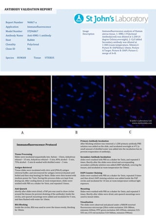 ANTIBODY VALIDATION REPORT
Report Number 96867-a
Application Immunofluorescence
Model Number STJ96867
Antibody Name Anti-HMG-1 antibody
Host Rabbit
Clonality Polyclonal
Clone ID NA
Species HUMAN Tissue UTERUS
Image
Description
Immunofluorescence analysis of Human
uterus tissue. 1: HMG-1 Polyclonal
Antibody(red) was diluted at 1:200 (4
degree Celsius,overnight). 2: Cy3 labled
Secondary antibody was diluted at
1:300 (room temperature, 50min).3:
Picture B: DAPI(blue) 10min. Picture
A:Target. Picture B: DAPI. Picture C:
merge of A+B.
Primary Antibody Incubation
After blocking solution was removed a 1:200 primary antibody/PBS
solution was added on the slide, and incubated overnight at 4°C (a
small amount of distilled water was added into the incubation box to
prevent evaporation of antibody).
Secondary Antibody Incubation
slides were washed with PBS on a shaker for 5min, and repeated 3
times. Shortly after the slides were dried and corresponding
secondary antibody solution was added (HRP labelled), covering the
tissues, and incubated at room temperature for 50min.
DAPI Counter-Staining
slides were washed with PBS on a shaker for 5min, repeated 3 times
and then dried. DAPI staining solution was added inside the PAP
circles and incubated for 10 min at room temperature without light
exposure.
Mounting
Slides were washed with PBS on a shaker for 5min, and repeated 3
times. Shortly after slides were dried, anti-quench mountings were
used to mount slides.
Visualization
The slides were observed and placed under a NIKON inverted
fluorescence microscope (Ultra violet excitation 330-380nm,
emission 420nm; FITC green excitation 465-495nm, emission 515-
555 nm; CY3 red excitation 510-560nm, emission 590nm)
Immunofluorescence Protocol
Tissue Processing
Slides were incubated sequentially into: Xylene - 15min, Anhydrous
ethanol – 15 min, Anhydrous ethanol – 5 min, 85% alcohol – 5 min,
75% alcohol – 5 min & washed with distilled water – 5 min.
Antigen Retrieval
Tissue slides were incubated with citric acid (PH6.0) antigen
retrieval buffer, and microwaved for antigen retrieval (heated until
boiled and then stop heating) for 8min. Slides were then heated with
medium power for 7min. During this process slides are kept from
drying out. After cooling down at room temperature, slides were
washed with PBS on a shaker for 5min, and repeated 3 times.
Anti-Quench
shortly after slides were dried, a PAP pen was used to draw circles
around the tissues (to prevent draining of the antibody). Inside the
circles, anti-quench mountings were added and incubated for 5 min,
and then flushed with water for 10min.
BSA Blocking
Inside the circles, BSA was used to cover the tissue evenly, blocking
for 30min.
St John's Laboratory Ltd.
www.stjohnslabs.com
 