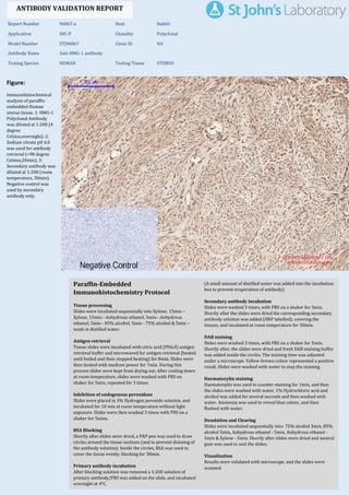 Figure:
Immunohistochemical
analysis of paraffin
embedded Human
uterus tissue. 1: HMG-1
Polyclonal Antibody
was diluted at 1:200 (4
degree
Celsius,overnight). 2:
Sodium citrate pH 6.0
was used for antibody
retrieval (>98 degree
Celsius,20min). 3:
Secondary antibody was
diluted at 1:200 (room
temperature, 30min).
Negative control was
used by secondary
antibody only.
Report Number 96867-a Host Rabbit
Application IHC-P Clonality Polyclonal
Model Number STJ96867 Clone ID NA
Antibody Name Anti-HMG-1 antibody
Testing Species HUMAN Testing Tissue UTERUS
ANTIBODY VALIDATION REPORT
b. (A small amount of distilled water was added into the incubation
box to prevent evaporation of antibody).
18. Secondary antibody incubation
a. Slides were washed 3 times, with PBS on a shaker for 5min.
Shortly after the slides were dried the corresponding secondary
antibody solution was added (HRP labelled), covering the
tissues, and incubated at room temperature for 30min.
b.
19. DAB staining
a. Slides were washed 3 times, with PBS on a shaker for 5min.
b. Shortly after, the slides were dried and fresh DAB staining buffer
was added inside the circles. The staining time was adjusted
under a microscope. Yellow-brown colour represented a positive
result. Slides were washed with water to stop the staining.
c.
20. Haematoxylin staining
a. Haematoxylin was used to counter-staining for 1min, and then
the slides were washed with water. 1% Hydrochloric acid and
alcohol was added for several seconds and then washed with
water. Ammonia was used to reveal blue colour, and then
flushed with water.
b.
21. Desolation and Clearing
i. Slides were incubated sequentially into: 75% alcohol 5min, 85%
alcohol 5min, Anhydrous ethanol - 5min, Anhydrous ethanol -
5min & Xylene - 5min. Shortly after slides were dried and neutral
gum was used to seal the slides.
ii.
22. Visualization
a. Results were validated with microscope, and the slides were
scanned.
Paraffin-Embedded
Immunohistochemistry Protocol
12.
13. Tissue processing
a. Slides were incubated sequentially into Xylene; 15min –
Xylene, 15min - Anhydrous ethanol, 5min - Anhydrous
ethanol, 5min - 85% alcohol, 5min - 75% alcohol & 5min –
wash in distilled water.
b.
14. Antigen retrieval
a. Tissue slides were incubated with citric acid (PH6.0) antigen
retrieval buffer and microwaved for antigen retrieval (heated
until boiled and then stopped heating) for 8min. Slides were
then heated with medium power for 7min. During this
process slides were kept from drying out. After cooling down
at room temperature, slides were washed with PBS on
shaker for 5min, repeated for 3 times.
b.
15. Inhibition of endogenous peroxidase
a. Slides were placed in 3% Hydrogen peroxide solution, and
incubated for 10 min at room temperature without light
exposure. Slides were then washed 3 times with PBS on a
shaker for 5mins.
b.
16. BSA Blocking
a. Shortly after slides were dried, a PAP pen was used to draw
circles around the tissue sections (and to prevent draining of
the antibody solution). Inside the circles, BSA was used to
cover the tissue evenly, blocking for 30min.
b.
17. Primary antibody incubation
After blocking solution was removed a 1:200 solution of
primary antibody/PBS was added on the slide, and incubated
overnight at 4°C.
St John's Laboratory Ltd.
www.stjohnslabs.com
 