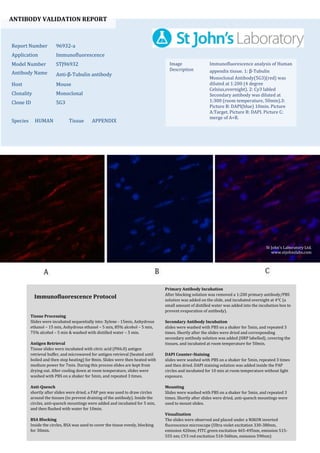 ANTIBODY VALIDATION REPORT
Report Number 96932-a
Application Immunofluorescence
Model Number STJ96932
Antibody Name Anti-β-Tubulin antibody
Host Mouse
Clonality Monoclonal
Clone ID 5G3
Species HUMAN Tissue APPENDIX
Image
Description
Immunofluorescence analysis of Human
appendix tissue. 1: β-Tubulin
Monoclonal Antibody(5G3)(red) was
diluted at 1:200 (4 degree
Celsius,overnight). 2: Cy3 labled
Secondary antibody was diluted at
1:300 (room temperature, 50min).3:
Picture B: DAPI(blue) 10min. Picture
A:Target. Picture B: DAPI. Picture C:
merge of A+B.
Primary Antibody Incubation
After blocking solution was removed a 1:200 primary antibody/PBS
solution was added on the slide, and incubated overnight at 4°C (a
small amount of distilled water was added into the incubation box to
prevent evaporation of antibody).
Secondary Antibody Incubation
slides were washed with PBS on a shaker for 5min, and repeated 3
times. Shortly after the slides were dried and corresponding
secondary antibody solution was added (HRP labelled), covering the
tissues, and incubated at room temperature for 50min.
DAPI Counter-Staining
slides were washed with PBS on a shaker for 5min, repeated 3 times
and then dried. DAPI staining solution was added inside the PAP
circles and incubated for 10 min at room temperature without light
exposure.
Mounting
Slides were washed with PBS on a shaker for 5min, and repeated 3
times. Shortly after slides were dried, anti-quench mountings were
used to mount slides.
Visualization
The slides were observed and placed under a NIKON inverted
fluorescence microscope (Ultra violet excitation 330-380nm,
emission 420nm; FITC green excitation 465-495nm, emission 515-
555 nm; CY3 red excitation 510-560nm, emission 590nm)
Immunofluorescence Protocol
Tissue Processing
Slides were incubated sequentially into: Xylene - 15min, Anhydrous
ethanol – 15 min, Anhydrous ethanol – 5 min, 85% alcohol – 5 min,
75% alcohol – 5 min & washed with distilled water – 5 min.
Antigen Retrieval
Tissue slides were incubated with citric acid (PH6.0) antigen
retrieval buffer, and microwaved for antigen retrieval (heated until
boiled and then stop heating) for 8min. Slides were then heated with
medium power for 7min. During this process slides are kept from
drying out. After cooling down at room temperature, slides were
washed with PBS on a shaker for 5min, and repeated 3 times.
Anti-Quench
shortly after slides were dried, a PAP pen was used to draw circles
around the tissues (to prevent draining of the antibody). Inside the
circles, anti-quench mountings were added and incubated for 5 min,
and then flushed with water for 10min.
BSA Blocking
Inside the circles, BSA was used to cover the tissue evenly, blocking
for 30min.
St John's Laboratory Ltd.
www.stjohnslabs.com
 