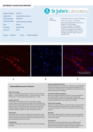 ANTIBODY VALIDATION REPORT
Report Number 96937-a
Application Immunofluorescence
Model Number STJ96937
Antibody Name Anti-α-tubulin antibody
Host Mouse
Clonality Monoclonal
Clone ID 8F11
Species HUMAN Tissue COLON CANCER
Image
Description
Immunofluorescence analysis of Human
colon cancer tissue. 1: α-tubulin
Monoclonal Antibody(8F11)(red) was
diluted at 1:200 (4 degree
Celsius,overnight). 2: Cy3 labled
Secondary antibody was diluted at
1:300 (room temperature, 50min).3:
Picture B: DAPI(blue) 10min. Picture
A:Target. Picture B: DAPI. Picture C:
merge of A+B.
Primary Antibody Incubation
After blocking solution was removed a 1:200 primary antibody/PBS
solution was added on the slide, and incubated overnight at 4°C (a
small amount of distilled water was added into the incubation box to
prevent evaporation of antibody).
Secondary Antibody Incubation
slides were washed with PBS on a shaker for 5min, and repeated 3
times. Shortly after the slides were dried and corresponding
secondary antibody solution was added (HRP labelled), covering the
tissues, and incubated at room temperature for 50min.
DAPI Counter-Staining
slides were washed with PBS on a shaker for 5min, repeated 3 times
and then dried. DAPI staining solution was added inside the PAP
circles and incubated for 10 min at room temperature without light
exposure.
Mounting
Slides were washed with PBS on a shaker for 5min, and repeated 3
times. Shortly after slides were dried, anti-quench mountings were
used to mount slides.
Visualization
The slides were observed and placed under a NIKON inverted
fluorescence microscope (Ultra violet excitation 330-380nm,
emission 420nm; FITC green excitation 465-495nm, emission 515-
555 nm; CY3 red excitation 510-560nm, emission 590nm)
Immunofluorescence Protocol
Tissue Processing
Slides were incubated sequentially into: Xylene - 15min, Anhydrous
ethanol – 15 min, Anhydrous ethanol – 5 min, 85% alcohol – 5 min,
75% alcohol – 5 min & washed with distilled water – 5 min.
Antigen Retrieval
Tissue slides were incubated with citric acid (PH6.0) antigen
retrieval buffer, and microwaved for antigen retrieval (heated until
boiled and then stop heating) for 8min. Slides were then heated with
medium power for 7min. During this process slides are kept from
drying out. After cooling down at room temperature, slides were
washed with PBS on a shaker for 5min, and repeated 3 times.
Anti-Quench
shortly after slides were dried, a PAP pen was used to draw circles
around the tissues (to prevent draining of the antibody). Inside the
circles, anti-quench mountings were added and incubated for 5 min,
and then flushed with water for 10min.
BSA Blocking
Inside the circles, BSA was used to cover the tissue evenly, blocking
for 30min.
St John's Laboratory Ltd.
www.stjohnslabs.com
 