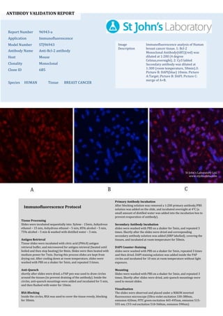 ANTIBODY VALIDATION REPORT
Report Number 96943-a
Application Immunofluorescence
Model Number STJ96943
Antibody Name Anti-Bcl-2 antibody
Host Mouse
Clonality Monoclonal
Clone ID 6B5
Species HUMAN Tissue BREAST CANCER
Image
Description
Immunofluorescence analysis of Human
breast cancer tissue. 1: Bcl-2
Monoclonal Antibody(6B5)(red) was
diluted at 1:200 (4 degree
Celsius,overnight). 2: Cy3 labled
Secondary antibody was diluted at
1:300 (room temperature, 50min).3:
Picture B: DAPI(blue) 10min. Picture
A:Target. Picture B: DAPI. Picture C:
merge of A+B.
Primary Antibody Incubation
After blocking solution was removed a 1:200 primary antibody/PBS
solution was added on the slide, and incubated overnight at 4°C (a
small amount of distilled water was added into the incubation box to
prevent evaporation of antibody).
Secondary Antibody Incubation
slides were washed with PBS on a shaker for 5min, and repeated 3
times. Shortly after the slides were dried and corresponding
secondary antibody solution was added (HRP labelled), covering the
tissues, and incubated at room temperature for 50min.
DAPI Counter-Staining
slides were washed with PBS on a shaker for 5min, repeated 3 times
and then dried. DAPI staining solution was added inside the PAP
circles and incubated for 10 min at room temperature without light
exposure.
Mounting
Slides were washed with PBS on a shaker for 5min, and repeated 3
times. Shortly after slides were dried, anti-quench mountings were
used to mount slides.
Visualization
The slides were observed and placed under a NIKON inverted
fluorescence microscope (Ultra violet excitation 330-380nm,
emission 420nm; FITC green excitation 465-495nm, emission 515-
555 nm; CY3 red excitation 510-560nm, emission 590nm)
Immunofluorescence Protocol
Tissue Processing
Slides were incubated sequentially into: Xylene - 15min, Anhydrous
ethanol – 15 min, Anhydrous ethanol – 5 min, 85% alcohol – 5 min,
75% alcohol – 5 min & washed with distilled water – 5 min.
Antigen Retrieval
Tissue slides were incubated with citric acid (PH6.0) antigen
retrieval buffer, and microwaved for antigen retrieval (heated until
boiled and then stop heating) for 8min. Slides were then heated with
medium power for 7min. During this process slides are kept from
drying out. After cooling down at room temperature, slides were
washed with PBS on a shaker for 5min, and repeated 3 times.
Anti-Quench
shortly after slides were dried, a PAP pen was used to draw circles
around the tissues (to prevent draining of the antibody). Inside the
circles, anti-quench mountings were added and incubated for 5 min,
and then flushed with water for 10min.
BSA Blocking
Inside the circles, BSA was used to cover the tissue evenly, blocking
for 30min.
St John's Laboratory Ltd.
www.stjohnslabs.com
 