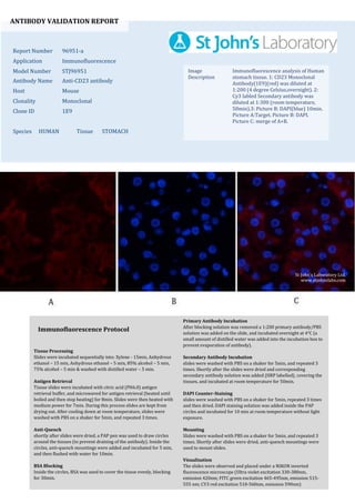 ANTIBODY VALIDATION REPORT
Report Number 96951-a
Application Immunofluorescence
Model Number STJ96951
Antibody Name Anti-CD23 antibody
Host Mouse
Clonality Monoclonal
Clone ID 1E9
Species HUMAN Tissue STOMACH
Image
Description
Immunofluorescence analysis of Human
stomach tissue. 1: CD23 Monoclonal
Antibody(1E9)(red) was diluted at
1:200 (4 degree Celsius,overnight). 2:
Cy3 labled Secondary antibody was
diluted at 1:300 (room temperature,
50min).3: Picture B: DAPI(blue) 10min.
Picture A:Target. Picture B: DAPI.
Picture C: merge of A+B.
Primary Antibody Incubation
After blocking solution was removed a 1:200 primary antibody/PBS
solution was added on the slide, and incubated overnight at 4°C (a
small amount of distilled water was added into the incubation box to
prevent evaporation of antibody).
Secondary Antibody Incubation
slides were washed with PBS on a shaker for 5min, and repeated 3
times. Shortly after the slides were dried and corresponding
secondary antibody solution was added (HRP labelled), covering the
tissues, and incubated at room temperature for 50min.
DAPI Counter-Staining
slides were washed with PBS on a shaker for 5min, repeated 3 times
and then dried. DAPI staining solution was added inside the PAP
circles and incubated for 10 min at room temperature without light
exposure.
Mounting
Slides were washed with PBS on a shaker for 5min, and repeated 3
times. Shortly after slides were dried, anti-quench mountings were
used to mount slides.
Visualization
The slides were observed and placed under a NIKON inverted
fluorescence microscope (Ultra violet excitation 330-380nm,
emission 420nm; FITC green excitation 465-495nm, emission 515-
555 nm; CY3 red excitation 510-560nm, emission 590nm)
Immunofluorescence Protocol
Tissue Processing
Slides were incubated sequentially into: Xylene - 15min, Anhydrous
ethanol – 15 min, Anhydrous ethanol – 5 min, 85% alcohol – 5 min,
75% alcohol – 5 min & washed with distilled water – 5 min.
Antigen Retrieval
Tissue slides were incubated with citric acid (PH6.0) antigen
retrieval buffer, and microwaved for antigen retrieval (heated until
boiled and then stop heating) for 8min. Slides were then heated with
medium power for 7min. During this process slides are kept from
drying out. After cooling down at room temperature, slides were
washed with PBS on a shaker for 5min, and repeated 3 times.
Anti-Quench
shortly after slides were dried, a PAP pen was used to draw circles
around the tissues (to prevent draining of the antibody). Inside the
circles, anti-quench mountings were added and incubated for 5 min,
and then flushed with water for 10min.
BSA Blocking
Inside the circles, BSA was used to cover the tissue evenly, blocking
for 30min.
St John's Laboratory Ltd.
www.stjohnslabs.com
 