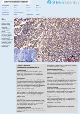 Figure:
Immunohistochemical
analysis of paraffin
embedded Human
Tonsil tissue. 1: CD68
Monoclonal
Antibody(6F3) was
diluted at 1:200 (4
degree
Celsius,overnight). 2:
Sodium citrate pH 6.0
was used for antibody
retrieval (>98 degree
Celsius,20min). 3:
Secondary antibody was
diluted at 1:200 (room
temperature, 30min).
Negative control was
used by secondary
antibody only.
Report Number 96952-a Host Mouse
Application IHC-P Clonality Monoclonal
Model Number STJ96952 Clone ID 6F3
Antibody Name Anti-CD68 antibody
Testing Species HUMAN Testing Tissue TONSIL
ANTIBODY VALIDATION REPORT
a. (A small amount of distilled water was added into the incubation
box to prevent evaporation of antibody).
40. Secondary antibody incubation
a. Slides were washed 3 times, with PBS on a shaker for 5min.
Shortly after the slides were dried the corresponding secondary
antibody solution was added (HRP labelled), covering the
tissues, and incubated at room temperature for 30min.
b.
41. DAB staining
a. Slides were washed 3 times, with PBS on a shaker for 5min.
b. Shortly after, the slides were dried and fresh DAB staining buffer
was added inside the circles. The staining time was adjusted
under a microscope. Yellow-brown colour represented a positive
result. Slides were washed with water to stop the staining.
c.
42. Haematoxylin staining
a. Haematoxylin was used to counter-staining for 1min, and then
the slides were washed with water. 1% Hydrochloric acid and
alcohol was added for several seconds and then washed with
water. Ammonia was used to reveal blue colour, and then
flushed with water.
b.
43. Desolation and Clearing
i. Slides were incubated sequentially into: 75% alcohol 5min, 85%
alcohol 5min, Anhydrous ethanol - 5min, Anhydrous ethanol -
5min & Xylene - 5min. Shortly after slides were dried and neutral
gum was used to seal the slides.
ii.
44. Visualization
a. Results were validated with microscope, and the slides were
scanned.
Paraffin-Embedded
Immunohistochemistry Protocol
34.
35. Tissue processing
a. Slides were incubated sequentially into Xylene; 15min –
Xylene, 15min - Anhydrous ethanol, 5min - Anhydrous
ethanol, 5min - 85% alcohol, 5min - 75% alcohol & 5min –
wash in distilled water.
b.
36. Antigen retrieval
a. Tissue slides were incubated with citric acid (PH6.0) antigen
retrieval buffer and microwaved for antigen retrieval (heated
until boiled and then stopped heating) for 8min. Slides were
then heated with medium power for 7min. During this
process slides were kept from drying out. After cooling down
at room temperature, slides were washed with PBS on
shaker for 5min, repeated for 3 times.
b.
37. Inhibition of endogenous peroxidase
a. Slides were placed in 3% Hydrogen peroxide solution, and
incubated for 10 min at room temperature without light
exposure. Slides were then washed 3 times with PBS on a
shaker for 5mins.
b.
38. BSA Blocking
a. Shortly after slides were dried, a PAP pen was used to draw
circles around the tissue sections (and to prevent draining of
the antibody solution). Inside the circles, BSA was used to
cover the tissue evenly, blocking for 30min.
b.
39. Primary antibody incubation
After blocking solution was removed a 1:200 solution of
primary antibody/PBS was added on the slide, and incubated
overnight at 4°C.
St John's Laboratory Ltd.
www.stjohnslabs.com
 