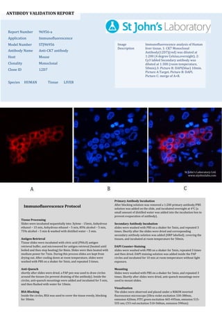 ANTIBODY VALIDATION REPORT
Report Number 96956-a
Application Immunofluorescence
Model Number STJ96956
Antibody Name Anti-CK7 antibody
Host Mouse
Clonality Monoclonal
Clone ID 12D7
Species HUMAN Tissue LIVER
Image
Description
Immunofluorescence analysis of Human
liver tissue. 1: CK7 Monoclonal
Antibody(12D7)(red) was diluted at
1:200 (4 degree Celsius,overnight). 2:
Cy3 labled Secondary antibody was
diluted at 1:300 (room temperature,
50min).3: Picture B: DAPI(blue) 10min.
Picture A:Target. Picture B: DAPI.
Picture C: merge of A+B.
Primary Antibody Incubation
After blocking solution was removed a 1:200 primary antibody/PBS
solution was added on the slide, and incubated overnight at 4°C (a
small amount of distilled water was added into the incubation box to
prevent evaporation of antibody).
Secondary Antibody Incubation
slides were washed with PBS on a shaker for 5min, and repeated 3
times. Shortly after the slides were dried and corresponding
secondary antibody solution was added (HRP labelled), covering the
tissues, and incubated at room temperature for 50min.
DAPI Counter-Staining
slides were washed with PBS on a shaker for 5min, repeated 3 times
and then dried. DAPI staining solution was added inside the PAP
circles and incubated for 10 min at room temperature without light
exposure.
Mounting
Slides were washed with PBS on a shaker for 5min, and repeated 3
times. Shortly after slides were dried, anti-quench mountings were
used to mount slides.
Visualization
The slides were observed and placed under a NIKON inverted
fluorescence microscope (Ultra violet excitation 330-380nm,
emission 420nm; FITC green excitation 465-495nm, emission 515-
555 nm; CY3 red excitation 510-560nm, emission 590nm)
Immunofluorescence Protocol
Tissue Processing
Slides were incubated sequentially into: Xylene - 15min, Anhydrous
ethanol – 15 min, Anhydrous ethanol – 5 min, 85% alcohol – 5 min,
75% alcohol – 5 min & washed with distilled water – 5 min.
Antigen Retrieval
Tissue slides were incubated with citric acid (PH6.0) antigen
retrieval buffer, and microwaved for antigen retrieval (heated until
boiled and then stop heating) for 8min. Slides were then heated with
medium power for 7min. During this process slides are kept from
drying out. After cooling down at room temperature, slides were
washed with PBS on a shaker for 5min, and repeated 3 times.
Anti-Quench
shortly after slides were dried, a PAP pen was used to draw circles
around the tissues (to prevent draining of the antibody). Inside the
circles, anti-quench mountings were added and incubated for 5 min,
and then flushed with water for 10min.
BSA Blocking
Inside the circles, BSA was used to cover the tissue evenly, blocking
for 30min.
St John's Laboratory Ltd.
www.stjohnslabs.com
 