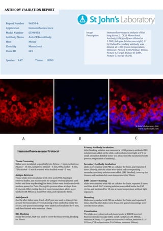 ANTIBODY VALIDATION REPORT
Report Number 96958-k
Application Immunofluorescence
Model Number STJ96958
Antibody Name Anti-CK16 antibody
Host Mouse
Clonality Monoclonal
Clone ID 6F6
Species RAT Tissue LUNG
Image
Description
Immunofluorescence analysis of Rat
lung tissue. 1: CK16 Monoclonal
Antibody(6F6)(red) was diluted at
1:200 (4 degree Celsius,overnight). 2:
Cy3 labled Secondary antibody was
diluted at 1:300 (room temperature,
50min).3: Picture B: DAPI(blue) 10min.
Picture A:Target. Picture B: DAPI.
Picture C: merge of A+B.
Primary Antibody Incubation
After blocking solution was removed a 1:200 primary antibody/PBS
solution was added on the slide, and incubated overnight at 4°C (a
small amount of distilled water was added into the incubation box to
prevent evaporation of antibody).
Secondary Antibody Incubation
slides were washed with PBS on a shaker for 5min, and repeated 3
times. Shortly after the slides were dried and corresponding
secondary antibody solution was added (HRP labelled), covering the
tissues, and incubated at room temperature for 50min.
DAPI Counter-Staining
slides were washed with PBS on a shaker for 5min, repeated 3 times
and then dried. DAPI staining solution was added inside the PAP
circles and incubated for 10 min at room temperature without light
exposure.
Mounting
Slides were washed with PBS on a shaker for 5min, and repeated 3
times. Shortly after slides were dried, anti-quench mountings were
used to mount slides.
Visualization
The slides were observed and placed under a NIKON inverted
fluorescence microscope (Ultra violet excitation 330-380nm,
emission 420nm; FITC green excitation 465-495nm, emission 515-
555 nm; CY3 red excitation 510-560nm, emission 590nm)
Immunofluorescence Protocol
Tissue Processing
Slides were incubated sequentially into: Xylene - 15min, Anhydrous
ethanol – 15 min, Anhydrous ethanol – 5 min, 85% alcohol – 5 min,
75% alcohol – 5 min & washed with distilled water – 5 min.
Antigen Retrieval
Tissue slides were incubated with citric acid (PH6.0) antigen
retrieval buffer, and microwaved for antigen retrieval (heated until
boiled and then stop heating) for 8min. Slides were then heated with
medium power for 7min. During this process slides are kept from
drying out. After cooling down at room temperature, slides were
washed with PBS on a shaker for 5min, and repeated 3 times.
Anti-Quench
shortly after slides were dried, a PAP pen was used to draw circles
around the tissues (to prevent draining of the antibody). Inside the
circles, anti-quench mountings were added and incubated for 5 min,
and then flushed with water for 10min.
BSA Blocking
Inside the circles, BSA was used to cover the tissue evenly, blocking
for 30min.
St John's Laboratory Ltd.
www.stjohnslabs.com
 