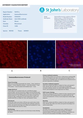 ANTIBODY VALIDATION REPORT
Report Number 96959-a
Application Immunofluorescence
Model Number STJ96959
Antibody Name Anti-CDX2 antibody
Host Mouse
Clonality Monoclonal
Clone ID 14H6
Species MOUSE Tissue KIDNEY
Image
Description
Immunofluorescence analysis of Mouse
kidney tissue. 1: CDX2 Monoclonal
Antibody(14H6)(red) was diluted at
1:200 (4 degree Celsius,overnight). 2:
Cy3 labled Secondary antibody was
diluted at 1:300 (room temperature,
50min).3: Picture B: DAPI(blue) 10min.
Picture A:Target. Picture B: DAPI.
Picture C: merge of A+B.
Primary Antibody Incubation
After blocking solution was removed a 1:200 primary antibody/PBS
solution was added on the slide, and incubated overnight at 4°C (a
small amount of distilled water was added into the incubation box to
prevent evaporation of antibody).
Secondary Antibody Incubation
slides were washed with PBS on a shaker for 5min, and repeated 3
times. Shortly after the slides were dried and corresponding
secondary antibody solution was added (HRP labelled), covering the
tissues, and incubated at room temperature for 50min.
DAPI Counter-Staining
slides were washed with PBS on a shaker for 5min, repeated 3 times
and then dried. DAPI staining solution was added inside the PAP
circles and incubated for 10 min at room temperature without light
exposure.
Mounting
Slides were washed with PBS on a shaker for 5min, and repeated 3
times. Shortly after slides were dried, anti-quench mountings were
used to mount slides.
Visualization
The slides were observed and placed under a NIKON inverted
fluorescence microscope (Ultra violet excitation 330-380nm,
emission 420nm; FITC green excitation 465-495nm, emission 515-
555 nm; CY3 red excitation 510-560nm, emission 590nm)
Immunofluorescence Protocol
Tissue Processing
Slides were incubated sequentially into: Xylene - 15min, Anhydrous
ethanol – 15 min, Anhydrous ethanol – 5 min, 85% alcohol – 5 min,
75% alcohol – 5 min & washed with distilled water – 5 min.
Antigen Retrieval
Tissue slides were incubated with citric acid (PH6.0) antigen
retrieval buffer, and microwaved for antigen retrieval (heated until
boiled and then stop heating) for 8min. Slides were then heated with
medium power for 7min. During this process slides are kept from
drying out. After cooling down at room temperature, slides were
washed with PBS on a shaker for 5min, and repeated 3 times.
Anti-Quench
shortly after slides were dried, a PAP pen was used to draw circles
around the tissues (to prevent draining of the antibody). Inside the
circles, anti-quench mountings were added and incubated for 5 min,
and then flushed with water for 10min.
BSA Blocking
Inside the circles, BSA was used to cover the tissue evenly, blocking
for 30min.
St John's Laboratory Ltd.
www.stjohnslabs.com
 