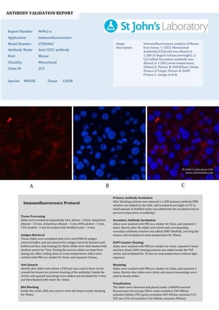 ANTIBODY VALIDATION REPORT
Report Number 96962-a
Application Immunofluorescence
Model Number STJ96962
Antibody Name Anti-CD21 antibody
Host Mouse
Clonality Monoclonal
Clone ID 2C5
Species MOUSE Tissue LIVER
Image
Description
Immunofluorescence analysis of Mouse
liver tissue. 1: CD21 Monoclonal
Antibody(2C5)(red) was diluted at
1:200 (4 degree Celsius,overnight). 2:
Cy3 labled Secondary antibody was
diluted at 1:300 (room temperature,
50min).3: Picture B: DAPI(blue) 10min.
Picture A:Target. Picture B: DAPI.
Picture C: merge of A+B.
Primary Antibody Incubation
After blocking solution was removed a 1:200 primary antibody/PBS
solution was added on the slide, and incubated overnight at 4°C (a
small amount of distilled water was added into the incubation box to
prevent evaporation of antibody).
Secondary Antibody Incubation
slides were washed with PBS on a shaker for 5min, and repeated 3
times. Shortly after the slides were dried and corresponding
secondary antibody solution was added (HRP labelled), covering the
tissues, and incubated at room temperature for 50min.
DAPI Counter-Staining
slides were washed with PBS on a shaker for 5min, repeated 3 times
and then dried. DAPI staining solution was added inside the PAP
circles and incubated for 10 min at room temperature without light
exposure.
Mounting
Slides were washed with PBS on a shaker for 5min, and repeated 3
times. Shortly after slides were dried, anti-quench mountings were
used to mount slides.
Visualization
The slides were observed and placed under a NIKON inverted
fluorescence microscope (Ultra violet excitation 330-380nm,
emission 420nm; FITC green excitation 465-495nm, emission 515-
555 nm; CY3 red excitation 510-560nm, emission 590nm)
Immunofluorescence Protocol
Tissue Processing
Slides were incubated sequentially into: Xylene - 15min, Anhydrous
ethanol – 15 min, Anhydrous ethanol – 5 min, 85% alcohol – 5 min,
75% alcohol – 5 min & washed with distilled water – 5 min.
Antigen Retrieval
Tissue slides were incubated with citric acid (PH6.0) antigen
retrieval buffer, and microwaved for antigen retrieval (heated until
boiled and then stop heating) for 8min. Slides were then heated with
medium power for 7min. During this process slides are kept from
drying out. After cooling down at room temperature, slides were
washed with PBS on a shaker for 5min, and repeated 3 times.
Anti-Quench
shortly after slides were dried, a PAP pen was used to draw circles
around the tissues (to prevent draining of the antibody). Inside the
circles, anti-quench mountings were added and incubated for 5 min,
and then flushed with water for 10min.
BSA Blocking
Inside the circles, BSA was used to cover the tissue evenly, blocking
for 30min.
St John's Laboratory Ltd.
www.stjohnslabs.com
 