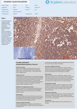 Figure:
Immunohistochemical
analysis of paraffin
embedded Human
Tonsil tissue. 1: CD1
Monoclonal
Antibody(9H6) was
diluted at 1:200 (4
degree
Celsius,overnight). 2:
Sodium citrate pH 6.0
was used for antibody
retrieval (>98 degree
Celsius,20min). 3:
Secondary antibody was
diluted at 1:200 (room
temperature, 30min).
Negative control was
used by secondary
antibody only.
Report Number 96970-a Host Mouse
Application IHC-P Clonality Monoclonal
Model Number STJ96970 Clone ID 9H6
Antibody Name Anti-CD1 antibody
Testing Species HUMAN Testing Tissue TONSIL
ANTIBODY VALIDATION REPORT
b. (A small amount of distilled water was added into the incubation
box to prevent evaporation of antibody).
40. Secondary antibody incubation
a. Slides were washed 3 times, with PBS on a shaker for 5min.
Shortly after the slides were dried the corresponding secondary
antibody solution was added (HRP labelled), covering the
tissues, and incubated at room temperature for 30min.
b.
41. DAB staining
a. Slides were washed 3 times, with PBS on a shaker for 5min.
b. Shortly after, the slides were dried and fresh DAB staining buffer
was added inside the circles. The staining time was adjusted
under a microscope. Yellow-brown colour represented a positive
result. Slides were washed with water to stop the staining.
c.
42. Haematoxylin staining
a. Haematoxylin was used to counter-staining for 1min, and then
the slides were washed with water. 1% Hydrochloric acid and
alcohol was added for several seconds and then washed with
water. Ammonia was used to reveal blue colour, and then
flushed with water.
b.
43. Desolation and Clearing
i. Slides were incubated sequentially into: 75% alcohol 5min, 85%
alcohol 5min, Anhydrous ethanol - 5min, Anhydrous ethanol -
5min & Xylene - 5min. Shortly after slides were dried and neutral
gum was used to seal the slides.
ii.
44. Visualization
a. Results were validated with microscope, and the slides were
scanned.
Paraffin-Embedded
Immunohistochemistry Protocol
34.
35. Tissue processing
a. Slides were incubated sequentially into Xylene; 15min –
Xylene, 15min - Anhydrous ethanol, 5min - Anhydrous
ethanol, 5min - 85% alcohol, 5min - 75% alcohol & 5min –
wash in distilled water.
b.
36. Antigen retrieval
a. Tissue slides were incubated with citric acid (PH6.0) antigen
retrieval buffer and microwaved for antigen retrieval (heated
until boiled and then stopped heating) for 8min. Slides were
then heated with medium power for 7min. During this
process slides were kept from drying out. After cooling down
at room temperature, slides were washed with PBS on
shaker for 5min, repeated for 3 times.
b.
37. Inhibition of endogenous peroxidase
a. Slides were placed in 3% Hydrogen peroxide solution, and
incubated for 10 min at room temperature without light
exposure. Slides were then washed 3 times with PBS on a
shaker for 5mins.
b.
38. BSA Blocking
a. Shortly after slides were dried, a PAP pen was used to draw
circles around the tissue sections (and to prevent draining of
the antibody solution). Inside the circles, BSA was used to
cover the tissue evenly, blocking for 30min.
b.
39. Primary antibody incubation
After blocking solution was removed a 1:200 solution of
primary antibody/PBS was added on the slide, and incubated
overnight at 4°C.
St John's Laboratory Ltd.
www.stjohnslabs.com
 