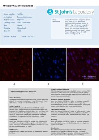 ANTIBODY VALIDATION REPORT
Report Number 96973-a
Application Immunofluorescence
Model Number STJ96973
Antibody Name Anti-CD5 antibody
Host Mouse
Clonality Monoclonal
Clone ID 10G8
Species MOUSE Tissue HEART
Image
Description
Immunofluorescence analysis of Mouse
heart tissue. 1: CD5 Monoclonal
Antibody(10G8)(red) was diluted at
1:200 (4 degree Celsius,overnight). 2:
Cy3 labled Secondary antibody was
diluted at 1:300 (room temperature,
50min).3: Picture B: DAPI(blue) 10min.
Picture A:Target. Picture B: DAPI.
Picture C: merge of A+B.
Primary Antibody Incubation
After blocking solution was removed a 1:200 primary antibody/PBS
solution was added on the slide, and incubated overnight at 4°C (a
small amount of distilled water was added into the incubation box to
prevent evaporation of antibody).
Secondary Antibody Incubation
slides were washed with PBS on a shaker for 5min, and repeated 3
times. Shortly after the slides were dried and corresponding
secondary antibody solution was added (HRP labelled), covering the
tissues, and incubated at room temperature for 50min.
DAPI Counter-Staining
slides were washed with PBS on a shaker for 5min, repeated 3 times
and then dried. DAPI staining solution was added inside the PAP
circles and incubated for 10 min at room temperature without light
exposure.
Mounting
Slides were washed with PBS on a shaker for 5min, and repeated 3
times. Shortly after slides were dried, anti-quench mountings were
used to mount slides.
Visualization
The slides were observed and placed under a NIKON inverted
fluorescence microscope (Ultra violet excitation 330-380nm,
emission 420nm; FITC green excitation 465-495nm, emission 515-
555 nm; CY3 red excitation 510-560nm, emission 590nm)
Immunofluorescence Protocol
Tissue Processing
Slides were incubated sequentially into: Xylene - 15min, Anhydrous
ethanol – 15 min, Anhydrous ethanol – 5 min, 85% alcohol – 5 min,
75% alcohol – 5 min & washed with distilled water – 5 min.
Antigen Retrieval
Tissue slides were incubated with citric acid (PH6.0) antigen
retrieval buffer, and microwaved for antigen retrieval (heated until
boiled and then stop heating) for 8min. Slides were then heated with
medium power for 7min. During this process slides are kept from
drying out. After cooling down at room temperature, slides were
washed with PBS on a shaker for 5min, and repeated 3 times.
Anti-Quench
shortly after slides were dried, a PAP pen was used to draw circles
around the tissues (to prevent draining of the antibody). Inside the
circles, anti-quench mountings were added and incubated for 5 min,
and then flushed with water for 10min.
BSA Blocking
Inside the circles, BSA was used to cover the tissue evenly, blocking
for 30min.
St John's Laboratory Ltd.
www.stjohnslabs.com
 