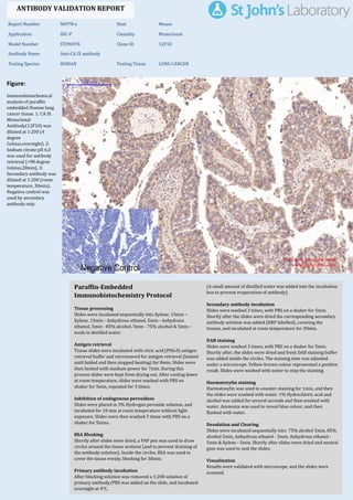 Figure:
Immunohistochemical
analysis of paraffin
embedded Human lung
cancer tissue. 1: CA IX
Monoclonal
Antibody(12F10) was
diluted at 1:200 (4
degree
Celsius,overnight). 2:
Sodium citrate pH 6.0
was used for antibody
retrieval (>98 degree
Celsius,20min). 3:
Secondary antibody was
diluted at 1:200 (room
temperature, 30min).
Negative control was
used by secondary
antibody only.
Report Number 96978-a Host Mouse
Application IHC-P Clonality Monoclonal
Model Number STJ96978 Clone ID 12F10
Antibody Name Anti-CA IX antibody
Testing Species HUMAN Testing Tissue LUNG CANCER
ANTIBODY VALIDATION REPORT
a. (A small amount of distilled water was added into the incubation
box to prevent evaporation of antibody).
8. Secondary antibody incubation
a. Slides were washed 3 times, with PBS on a shaker for 5min.
Shortly after the slides were dried the corresponding secondary
antibody solution was added (HRP labelled), covering the
tissues, and incubated at room temperature for 30min.
b.
9. DAB staining
a. Slides were washed 3 times, with PBS on a shaker for 5min.
b. Shortly after, the slides were dried and fresh DAB staining buffer
was added inside the circles. The staining time was adjusted
under a microscope. Yellow-brown colour represented a positive
result. Slides were washed with water to stop the staining.
c.
10. Haematoxylin staining
a. Haematoxylin was used to counter-staining for 1min, and then
the slides were washed with water. 1% Hydrochloric acid and
alcohol was added for several seconds and then washed with
water. Ammonia was used to reveal blue colour, and then
flushed with water.
b.
11. Desolation and Clearing
i. Slides were incubated sequentially into: 75% alcohol 5min, 85%
alcohol 5min, Anhydrous ethanol - 5min, Anhydrous ethanol -
5min & Xylene - 5min. Shortly after slides were dried and neutral
gum was used to seal the slides.
ii.
12. Visualization
a. Results were validated with microscope, and the slides were
scanned.
Paraffin-Embedded
Immunohistochemistry Protocol
2.
3. Tissue processing
a. Slides were incubated sequentially into Xylene; 15min –
Xylene, 15min - Anhydrous ethanol, 5min - Anhydrous
ethanol, 5min - 85% alcohol, 5min - 75% alcohol & 5min –
wash in distilled water.
b.
4. Antigen retrieval
a. Tissue slides were incubated with citric acid (PH6.0) antigen
retrieval buffer and microwaved for antigen retrieval (heated
until boiled and then stopped heating) for 8min. Slides were
then heated with medium power for 7min. During this
process slides were kept from drying out. After cooling down
at room temperature, slides were washed with PBS on
shaker for 5min, repeated for 3 times.
b.
5. Inhibition of endogenous peroxidase
a. Slides were placed in 3% Hydrogen peroxide solution, and
incubated for 10 min at room temperature without light
exposure. Slides were then washed 3 times with PBS on a
shaker for 5mins.
b.
6. BSA Blocking
a. Shortly after slides were dried, a PAP pen was used to draw
circles around the tissue sections (and to prevent draining of
the antibody solution). Inside the circles, BSA was used to
cover the tissue evenly, blocking for 30min.
b.
7. Primary antibody incubation
After blocking solution was removed a 1:200 solution of
primary antibody/PBS was added on the slide, and incubated
overnight at 4°C.
St John's Laboratory Ltd.
www.stjohnslabs.com
 