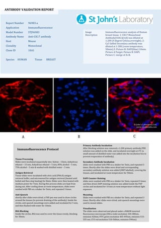 ANTIBODY VALIDATION REPORT
Report Number 96983-a
Application Immunofluorescence
Model Number STJ96983
Antibody Name Anti-CK17 antibody
Host Mouse
Clonality Monoclonal
Clone ID 10A1
Species HUMAN Tissue BREAST
Image
Description
Immunofluorescence analysis of Human
breast tissue. 1: CK17 Monoclonal
Antibody(10A1)(red) was diluted at
1:200 (4 degree Celsius,overnight). 2:
Cy3 labled Secondary antibody was
diluted at 1:300 (room temperature,
50min).3: Picture B: DAPI(blue) 10min.
Picture A:Target. Picture B: DAPI.
Picture C: merge of A+B.
Primary Antibody Incubation
After blocking solution was removed a 1:200 primary antibody/PBS
solution was added on the slide, and incubated overnight at 4°C (a
small amount of distilled water was added into the incubation box to
prevent evaporation of antibody).
Secondary Antibody Incubation
slides were washed with PBS on a shaker for 5min, and repeated 3
times. Shortly after the slides were dried and corresponding
secondary antibody solution was added (HRP labelled), covering the
tissues, and incubated at room temperature for 50min.
DAPI Counter-Staining
slides were washed with PBS on a shaker for 5min, repeated 3 times
and then dried. DAPI staining solution was added inside the PAP
circles and incubated for 10 min at room temperature without light
exposure.
Mounting
Slides were washed with PBS on a shaker for 5min, and repeated 3
times. Shortly after slides were dried, anti-quench mountings were
used to mount slides.
Visualization
The slides were observed and placed under a NIKON inverted
fluorescence microscope (Ultra violet excitation 330-380nm,
emission 420nm; FITC green excitation 465-495nm, emission 515-
555 nm; CY3 red excitation 510-560nm, emission 590nm)
Immunofluorescence Protocol
Tissue Processing
Slides were incubated sequentially into: Xylene - 15min, Anhydrous
ethanol – 15 min, Anhydrous ethanol – 5 min, 85% alcohol – 5 min,
75% alcohol – 5 min & washed with distilled water – 5 min.
Antigen Retrieval
Tissue slides were incubated with citric acid (PH6.0) antigen
retrieval buffer, and microwaved for antigen retrieval (heated until
boiled and then stop heating) for 8min. Slides were then heated with
medium power for 7min. During this process slides are kept from
drying out. After cooling down at room temperature, slides were
washed with PBS on a shaker for 5min, and repeated 3 times.
Anti-Quench
shortly after slides were dried, a PAP pen was used to draw circles
around the tissues (to prevent draining of the antibody). Inside the
circles, anti-quench mountings were added and incubated for 5 min,
and then flushed with water for 10min.
BSA Blocking
Inside the circles, BSA was used to cover the tissue evenly, blocking
for 30min.
St John's Laboratory Ltd.
www.stjohnslabs.com
 