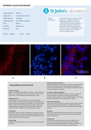 ANTIBODY VALIDATION REPORT
Report Number 96987-a
Application Immunofluorescence
Model Number STJ96987
Antibody Name Anti-EFHD1 antibody
Host Mouse
Clonality Monoclonal
Clone ID 3G2
Species MOUSE Tissue LUNG
Image
Description
Immunofluorescence analysis of Mouse
lung tissue. 1: EFHD1 Monoclonal
Antibody(3G2)(red) was diluted at
1:200 (4 degree Celsius,overnight). 2:
Cy3 labled Secondary antibody was
diluted at 1:300 (room temperature,
50min).3: Picture B: DAPI(blue) 10min.
Picture A:Target. Picture B: DAPI.
Picture C: merge of A+B.
Primary Antibody Incubation
After blocking solution was removed a 1:200 primary antibody/PBS
solution was added on the slide, and incubated overnight at 4°C (a
small amount of distilled water was added into the incubation box to
prevent evaporation of antibody).
Secondary Antibody Incubation
slides were washed with PBS on a shaker for 5min, and repeated 3
times. Shortly after the slides were dried and corresponding
secondary antibody solution was added (HRP labelled), covering the
tissues, and incubated at room temperature for 50min.
DAPI Counter-Staining
slides were washed with PBS on a shaker for 5min, repeated 3 times
and then dried. DAPI staining solution was added inside the PAP
circles and incubated for 10 min at room temperature without light
exposure.
Mounting
Slides were washed with PBS on a shaker for 5min, and repeated 3
times. Shortly after slides were dried, anti-quench mountings were
used to mount slides.
Visualization
The slides were observed and placed under a NIKON inverted
fluorescence microscope (Ultra violet excitation 330-380nm,
emission 420nm; FITC green excitation 465-495nm, emission 515-
555 nm; CY3 red excitation 510-560nm, emission 590nm)
Immunofluorescence Protocol
Tissue Processing
Slides were incubated sequentially into: Xylene - 15min, Anhydrous
ethanol – 15 min, Anhydrous ethanol – 5 min, 85% alcohol – 5 min,
75% alcohol – 5 min & washed with distilled water – 5 min.
Antigen Retrieval
Tissue slides were incubated with citric acid (PH6.0) antigen
retrieval buffer, and microwaved for antigen retrieval (heated until
boiled and then stop heating) for 8min. Slides were then heated with
medium power for 7min. During this process slides are kept from
drying out. After cooling down at room temperature, slides were
washed with PBS on a shaker for 5min, and repeated 3 times.
Anti-Quench
shortly after slides were dried, a PAP pen was used to draw circles
around the tissues (to prevent draining of the antibody). Inside the
circles, anti-quench mountings were added and incubated for 5 min,
and then flushed with water for 10min.
BSA Blocking
Inside the circles, BSA was used to cover the tissue evenly, blocking
for 30min.
St John's Laboratory Ltd.
www.stjohnslabs.com
 