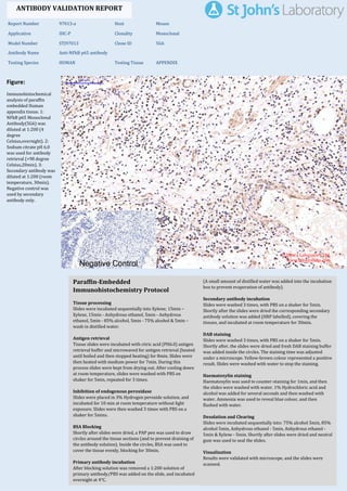 Figure:
Immunohistochemical
analysis of paraffin
embedded Human
appendix tissue. 1:
NFkB p65 Monoclonal
Antibody(5G6) was
diluted at 1:200 (4
degree
Celsius,overnight). 2:
Sodium citrate pH 6.0
was used for antibody
retrieval (>98 degree
Celsius,20min). 3:
Secondary antibody was
diluted at 1:200 (room
temperature, 30min).
Negative control was
used by secondary
antibody only.
Report Number 97013-a Host Mouse
Application IHC-P Clonality Monoclonal
Model Number STJ97013 Clone ID 5G6
Antibody Name Anti-NFkB p65 antibody
Testing Species HUMAN Testing Tissue APPENDIX
ANTIBODY VALIDATION REPORT
a. (A small amount of distilled water was added into the incubation
box to prevent evaporation of antibody).
19. Secondary antibody incubation
a. Slides were washed 3 times, with PBS on a shaker for 5min.
Shortly after the slides were dried the corresponding secondary
antibody solution was added (HRP labelled), covering the
tissues, and incubated at room temperature for 30min.
b.
20. DAB staining
a. Slides were washed 3 times, with PBS on a shaker for 5min.
b. Shortly after, the slides were dried and fresh DAB staining buffer
was added inside the circles. The staining time was adjusted
under a microscope. Yellow-brown colour represented a positive
result. Slides were washed with water to stop the staining.
c.
21. Haematoxylin staining
a. Haematoxylin was used to counter-staining for 1min, and then
the slides were washed with water. 1% Hydrochloric acid and
alcohol was added for several seconds and then washed with
water. Ammonia was used to reveal blue colour, and then
flushed with water.
b.
22. Desolation and Clearing
i. Slides were incubated sequentially into: 75% alcohol 5min, 85%
alcohol 5min, Anhydrous ethanol - 5min, Anhydrous ethanol -
5min & Xylene - 5min. Shortly after slides were dried and neutral
gum was used to seal the slides.
ii.
23. Visualization
a. Results were validated with microscope, and the slides were
scanned.
Paraffin-Embedded
Immunohistochemistry Protocol
13.
14. Tissue processing
a. Slides were incubated sequentially into Xylene; 15min –
Xylene, 15min - Anhydrous ethanol, 5min - Anhydrous
ethanol, 5min - 85% alcohol, 5min - 75% alcohol & 5min –
wash in distilled water.
b.
15. Antigen retrieval
a. Tissue slides were incubated with citric acid (PH6.0) antigen
retrieval buffer and microwaved for antigen retrieval (heated
until boiled and then stopped heating) for 8min. Slides were
then heated with medium power for 7min. During this
process slides were kept from drying out. After cooling down
at room temperature, slides were washed with PBS on
shaker for 5min, repeated for 3 times.
b.
16. Inhibition of endogenous peroxidase
a. Slides were placed in 3% Hydrogen peroxide solution, and
incubated for 10 min at room temperature without light
exposure. Slides were then washed 3 times with PBS on a
shaker for 5mins.
b.
17. BSA Blocking
a. Shortly after slides were dried, a PAP pen was used to draw
circles around the tissue sections (and to prevent draining of
the antibody solution). Inside the circles, BSA was used to
cover the tissue evenly, blocking for 30min.
b.
18. Primary antibody incubation
After blocking solution was removed a 1:200 solution of
primary antibody/PBS was added on the slide, and incubated
overnight at 4°C.
St John's Laboratory Ltd.
www.stjohnslabs.com
 