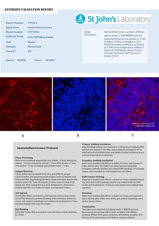 ANTIBODY VALIDATION REPORT
Report Number 97032-a
Application Immunofluorescence
Model Number STJ97032
Antibody Name Anti-HSP90β antibody
Host Mouse
Clonality Monoclonal
Clone ID M2
Species MOUSE Tissue SPLEEN
Image
Description
Immunofluorescence analysis of Mouse
spleen tissue. 1: HSP90β Monoclonal
Antibody(M2)(red) was diluted at 1:200
(4 degree Celsius,overnight). 2: Cy3
labled Secondary antibody was diluted
at 1:300 (room temperature, 50min).3:
Picture B: DAPI(blue) 10min. Picture
A:Target. Picture B: DAPI. Picture C:
merge of A+B.
Primary Antibody Incubation
After blocking solution was removed a 1:200 primary antibody/PBS
solution was added on the slide, and incubated overnight at 4°C (a
small amount of distilled water was added into the incubation box to
prevent evaporation of antibody).
Secondary Antibody Incubation
slides were washed with PBS on a shaker for 5min, and repeated 3
times. Shortly after the slides were dried and corresponding
secondary antibody solution was added (HRP labelled), covering the
tissues, and incubated at room temperature for 50min.
DAPI Counter-Staining
slides were washed with PBS on a shaker for 5min, repeated 3 times
and then dried. DAPI staining solution was added inside the PAP
circles and incubated for 10 min at room temperature without light
exposure.
Mounting
Slides were washed with PBS on a shaker for 5min, and repeated 3
times. Shortly after slides were dried, anti-quench mountings were
used to mount slides.
Visualization
The slides were observed and placed under a NIKON inverted
fluorescence microscope (Ultra violet excitation 330-380nm,
emission 420nm; FITC green excitation 465-495nm, emission 515-
555 nm; CY3 red excitation 510-560nm, emission 590nm)
Immunofluorescence Protocol
Tissue Processing
Slides were incubated sequentially into: Xylene - 15min, Anhydrous
ethanol – 15 min, Anhydrous ethanol – 5 min, 85% alcohol – 5 min,
75% alcohol – 5 min & washed with distilled water – 5 min.
Antigen Retrieval
Tissue slides were incubated with citric acid (PH6.0) antigen
retrieval buffer, and microwaved for antigen retrieval (heated until
boiled and then stop heating) for 8min. Slides were then heated with
medium power for 7min. During this process slides are kept from
drying out. After cooling down at room temperature, slides were
washed with PBS on a shaker for 5min, and repeated 3 times.
Anti-Quench
shortly after slides were dried, a PAP pen was used to draw circles
around the tissues (to prevent draining of the antibody). Inside the
circles, anti-quench mountings were added and incubated for 5 min,
and then flushed with water for 10min.
BSA Blocking
Inside the circles, BSA was used to cover the tissue evenly, blocking
for 30min.
St John's Laboratory Ltd.
www.stjohnslabs.com
 