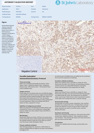 Figure:
Immunohistochemical
analysis of paraffin
embedded Human
breast cancer tissue. 1:
NGF Polyclonal
Antibody was diluted at
1:200 (4 degree
Celsius,overnight). 2:
Sodium citrate pH 6.0
was used for antibody
retrieval (>98 degree
Celsius,20min). 3:
Secondary antibody was
diluted at 1:200 (room
temperature, 30min).
Negative control was
used by secondary
antibody only.
Report Number 97260-a Host Rabbit
Application IHC-P Clonality Polyclonal
Model Number STJ97260 Clone ID NA
Antibody Name Anti-NGF antibody
Testing Species HUMAN Testing Tissue BREAST CANCER
ANTIBODY VALIDATION REPORT
a. (A small amount of distilled water was added into the incubation
box to prevent evaporation of antibody).
7. Secondary antibody incubation
a. Slides were washed 3 times, with PBS on a shaker for 5min.
Shortly after the slides were dried the corresponding secondary
antibody solution was added (HRP labelled), covering the
tissues, and incubated at room temperature for 30min.
b.
8. DAB staining
a. Slides were washed 3 times, with PBS on a shaker for 5min.
b. Shortly after, the slides were dried and fresh DAB staining buffer
was added inside the circles. The staining time was adjusted
under a microscope. Yellow-brown colour represented a positive
result. Slides were washed with water to stop the staining.
c.
9. Haematoxylin staining
a. Haematoxylin was used to counter-staining for 1min, and then
the slides were washed with water. 1% Hydrochloric acid and
alcohol was added for several seconds and then washed with
water. Ammonia was used to reveal blue colour, and then
flushed with water.
b.
10. Desolation and Clearing
i. Slides were incubated sequentially into: 75% alcohol 5min, 85%
alcohol 5min, Anhydrous ethanol - 5min, Anhydrous ethanol -
5min & Xylene - 5min. Shortly after slides were dried and neutral
gum was used to seal the slides.
ii.
11. Visualization
a. Results were validated with microscope, and the slides were
scanned.
Paraffin-Embedded
Immunohistochemistry Protocol
1.
2. Tissue processing
a. Slides were incubated sequentially into Xylene; 15min –
Xylene, 15min - Anhydrous ethanol, 5min - Anhydrous
ethanol, 5min - 85% alcohol, 5min - 75% alcohol & 5min –
wash in distilled water.
b.
3. Antigen retrieval
a. Tissue slides were incubated with citric acid (PH6.0) antigen
retrieval buffer and microwaved for antigen retrieval (heated
until boiled and then stopped heating) for 8min. Slides were
then heated with medium power for 7min. During this
process slides were kept from drying out. After cooling down
at room temperature, slides were washed with PBS on
shaker for 5min, repeated for 3 times.
b.
4. Inhibition of endogenous peroxidase
a. Slides were placed in 3% Hydrogen peroxide solution, and
incubated for 10 min at room temperature without light
exposure. Slides were then washed 3 times with PBS on a
shaker for 5mins.
b.
5. BSA Blocking
a. Shortly after slides were dried, a PAP pen was used to draw
circles around the tissue sections (and to prevent draining of
the antibody solution). Inside the circles, BSA was used to
cover the tissue evenly, blocking for 30min.
b.
6. Primary antibody incubation
After blocking solution was removed a 1:200 solution of
primary antibody/PBS was added on the slide, and incubated
overnight at 4°C.
St John's Laboratory Ltd.
www.stjohnslabs.com
 