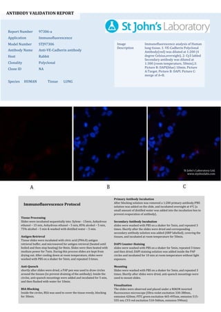 ANTIBODY VALIDATION REPORT
Report Number 97306-a
Application Immunofluorescence
Model Number STJ97306
Antibody Name Anti-VE-Cadherin antibody
Host Rabbit
Clonality Polyclonal
Clone ID NA
Species HUMAN Tissue LUNG
Image
Description
Immunofluorescence analysis of Human
lung tissue. 1: VE-Cadherin Polyclonal
Antibody(red) was diluted at 1:200 (4
degree Celsius,overnight). 2: Cy3 labled
Secondary antibody was diluted at
1:300 (room temperature, 50min).3:
Picture B: DAPI(blue) 10min. Picture
A:Target. Picture B: DAPI. Picture C:
merge of A+B.
Primary Antibody Incubation
After blocking solution was removed a 1:200 primary antibody/PBS
solution was added on the slide, and incubated overnight at 4°C (a
small amount of distilled water was added into the incubation box to
prevent evaporation of antibody).
Secondary Antibody Incubation
slides were washed with PBS on a shaker for 5min, and repeated 3
times. Shortly after the slides were dried and corresponding
secondary antibody solution was added (HRP labelled), covering the
tissues, and incubated at room temperature for 50min.
DAPI Counter-Staining
slides were washed with PBS on a shaker for 5min, repeated 3 times
and then dried. DAPI staining solution was added inside the PAP
circles and incubated for 10 min at room temperature without light
exposure.
Mounting
Slides were washed with PBS on a shaker for 5min, and repeated 3
times. Shortly after slides were dried, anti-quench mountings were
used to mount slides.
Visualization
The slides were observed and placed under a NIKON inverted
fluorescence microscope (Ultra violet excitation 330-380nm,
emission 420nm; FITC green excitation 465-495nm, emission 515-
555 nm; CY3 red excitation 510-560nm, emission 590nm)
Immunofluorescence Protocol
Tissue Processing
Slides were incubated sequentially into: Xylene - 15min, Anhydrous
ethanol – 15 min, Anhydrous ethanol – 5 min, 85% alcohol – 5 min,
75% alcohol – 5 min & washed with distilled water – 5 min.
Antigen Retrieval
Tissue slides were incubated with citric acid (PH6.0) antigen
retrieval buffer, and microwaved for antigen retrieval (heated until
boiled and then stop heating) for 8min. Slides were then heated with
medium power for 7min. During this process slides are kept from
drying out. After cooling down at room temperature, slides were
washed with PBS on a shaker for 5min, and repeated 3 times.
Anti-Quench
shortly after slides were dried, a PAP pen was used to draw circles
around the tissues (to prevent draining of the antibody). Inside the
circles, anti-quench mountings were added and incubated for 5 min,
and then flushed with water for 10min.
BSA Blocking
Inside the circles, BSA was used to cover the tissue evenly, blocking
for 30min.
St John's Laboratory Ltd.
www.stjohnslabs.com
 
