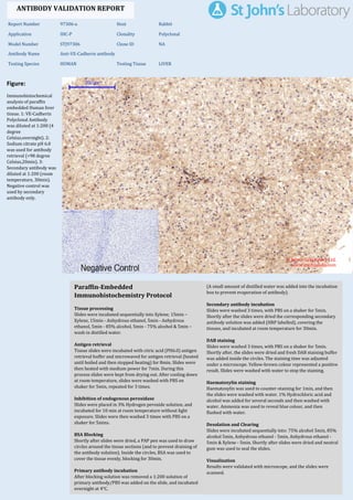 Figure:
Immunohistochemical
analysis of paraffin
embedded Human liver
tissue. 1: VE-Cadherin
Polyclonal Antibody
was diluted at 1:200 (4
degree
Celsius,overnight). 2:
Sodium citrate pH 6.0
was used for antibody
retrieval (>98 degree
Celsius,20min). 3:
Secondary antibody was
diluted at 1:200 (room
temperature, 30min).
Negative control was
used by secondary
antibody only.
Report Number 97306-a Host Rabbit
Application IHC-P Clonality Polyclonal
Model Number STJ97306 Clone ID NA
Antibody Name Anti-VE-Cadherin antibody
Testing Species HUMAN Testing Tissue LIVER
ANTIBODY VALIDATION REPORT
b. (A small amount of distilled water was added into the incubation
box to prevent evaporation of antibody).
52. Secondary antibody incubation
a. Slides were washed 3 times, with PBS on a shaker for 5min.
Shortly after the slides were dried the corresponding secondary
antibody solution was added (HRP labelled), covering the
tissues, and incubated at room temperature for 30min.
b.
53. DAB staining
a. Slides were washed 3 times, with PBS on a shaker for 5min.
b. Shortly after, the slides were dried and fresh DAB staining buffer
was added inside the circles. The staining time was adjusted
under a microscope. Yellow-brown colour represented a positive
result. Slides were washed with water to stop the staining.
c.
54. Haematoxylin staining
a. Haematoxylin was used to counter-staining for 1min, and then
the slides were washed with water. 1% Hydrochloric acid and
alcohol was added for several seconds and then washed with
water. Ammonia was used to reveal blue colour, and then
flushed with water.
b.
55. Desolation and Clearing
i. Slides were incubated sequentially into: 75% alcohol 5min, 85%
alcohol 5min, Anhydrous ethanol - 5min, Anhydrous ethanol -
5min & Xylene - 5min. Shortly after slides were dried and neutral
gum was used to seal the slides.
ii.
56. Visualization
a. Results were validated with microscope, and the slides were
scanned.
Paraffin-Embedded
Immunohistochemistry Protocol
46.
47. Tissue processing
a. Slides were incubated sequentially into Xylene; 15min –
Xylene, 15min - Anhydrous ethanol, 5min - Anhydrous
ethanol, 5min - 85% alcohol, 5min - 75% alcohol & 5min –
wash in distilled water.
b.
48. Antigen retrieval
a. Tissue slides were incubated with citric acid (PH6.0) antigen
retrieval buffer and microwaved for antigen retrieval (heated
until boiled and then stopped heating) for 8min. Slides were
then heated with medium power for 7min. During this
process slides were kept from drying out. After cooling down
at room temperature, slides were washed with PBS on
shaker for 5min, repeated for 3 times.
b.
49. Inhibition of endogenous peroxidase
a. Slides were placed in 3% Hydrogen peroxide solution, and
incubated for 10 min at room temperature without light
exposure. Slides were then washed 3 times with PBS on a
shaker for 5mins.
b.
50. BSA Blocking
a. Shortly after slides were dried, a PAP pen was used to draw
circles around the tissue sections (and to prevent draining of
the antibody solution). Inside the circles, BSA was used to
cover the tissue evenly, blocking for 30min.
b.
51. Primary antibody incubation
After blocking solution was removed a 1:200 solution of
primary antibody/PBS was added on the slide, and incubated
overnight at 4°C.
St John's Laboratory Ltd.
www.stjohnslabs.com
 