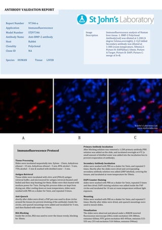 ANTIBODY VALIDATION REPORT
Report Number 97346-a
Application Immunofluorescence
Model Number STJ97346
Antibody Name Anti-BMP-2 antibody
Host Rabbit
Clonality Polyclonal
Clone ID NA
Species HUMAN Tissue LIVER
Image
Description
Immunofluorescence analysis of Human
liver tissue. 1: BMP-2 Polyclonal
Antibody(red) was diluted at 1:200 (4
degree Celsius,overnight). 2: Cy3 labled
Secondary antibody was diluted at
1:300 (room temperature, 50min).3:
Picture B: DAPI(blue) 10min. Picture
A:Target. Picture B: DAPI. Picture C:
merge of A+B.
Primary Antibody Incubation
After blocking solution was removed a 1:200 primary antibody/PBS
solution was added on the slide, and incubated overnight at 4°C (a
small amount of distilled water was added into the incubation box to
prevent evaporation of antibody).
Secondary Antibody Incubation
slides were washed with PBS on a shaker for 5min, and repeated 3
times. Shortly after the slides were dried and corresponding
secondary antibody solution was added (HRP labelled), covering the
tissues, and incubated at room temperature for 50min.
DAPI Counter-Staining
slides were washed with PBS on a shaker for 5min, repeated 3 times
and then dried. DAPI staining solution was added inside the PAP
circles and incubated for 10 min at room temperature without light
exposure.
Mounting
Slides were washed with PBS on a shaker for 5min, and repeated 3
times. Shortly after slides were dried, anti-quench mountings were
used to mount slides.
Visualization
The slides were observed and placed under a NIKON inverted
fluorescence microscope (Ultra violet excitation 330-380nm,
emission 420nm; FITC green excitation 465-495nm, emission 515-
555 nm; CY3 red excitation 510-560nm, emission 590nm)
Immunofluorescence Protocol
Tissue Processing
Slides were incubated sequentially into: Xylene - 15min, Anhydrous
ethanol – 15 min, Anhydrous ethanol – 5 min, 85% alcohol – 5 min,
75% alcohol – 5 min & washed with distilled water – 5 min.
Antigen Retrieval
Tissue slides were incubated with citric acid (PH6.0) antigen
retrieval buffer, and microwaved for antigen retrieval (heated until
boiled and then stop heating) for 8min. Slides were then heated with
medium power for 7min. During this process slides are kept from
drying out. After cooling down at room temperature, slides were
washed with PBS on a shaker for 5min, and repeated 3 times.
Anti-Quench
shortly after slides were dried, a PAP pen was used to draw circles
around the tissues (to prevent draining of the antibody). Inside the
circles, anti-quench mountings were added and incubated for 5 min,
and then flushed with water for 10min.
BSA Blocking
Inside the circles, BSA was used to cover the tissue evenly, blocking
for 30min.
St John's Laboratory Ltd.
www.stjohnslabs.com
 