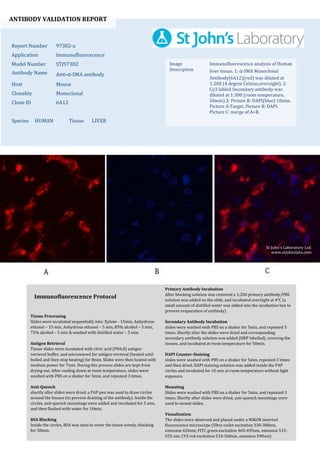 ANTIBODY VALIDATION REPORT
Report Number 97382-a
Application Immunofluorescence
Model Number STJ97382
Antibody Name Anti-α-SMA antibody
Host Mouse
Clonality Monoclonal
Clone ID 6A12
Species HUMAN Tissue LIVER
Image
Description
Immunofluorescence analysis of Human
liver tissue. 1: α-SMA Monoclonal
Antibody(6A12)(red) was diluted at
1:200 (4 degree Celsius,overnight). 2:
Cy3 labled Secondary antibody was
diluted at 1:300 (room temperature,
50min).3: Picture B: DAPI(blue) 10min.
Picture A:Target. Picture B: DAPI.
Picture C: merge of A+B.
Primary Antibody Incubation
After blocking solution was removed a 1:200 primary antibody/PBS
solution was added on the slide, and incubated overnight at 4°C (a
small amount of distilled water was added into the incubation box to
prevent evaporation of antibody).
Secondary Antibody Incubation
slides were washed with PBS on a shaker for 5min, and repeated 3
times. Shortly after the slides were dried and corresponding
secondary antibody solution was added (HRP labelled), covering the
tissues, and incubated at room temperature for 50min.
DAPI Counter-Staining
slides were washed with PBS on a shaker for 5min, repeated 3 times
and then dried. DAPI staining solution was added inside the PAP
circles and incubated for 10 min at room temperature without light
exposure.
Mounting
Slides were washed with PBS on a shaker for 5min, and repeated 3
times. Shortly after slides were dried, anti-quench mountings were
used to mount slides.
Visualization
The slides were observed and placed under a NIKON inverted
fluorescence microscope (Ultra violet excitation 330-380nm,
emission 420nm; FITC green excitation 465-495nm, emission 515-
555 nm; CY3 red excitation 510-560nm, emission 590nm)
Immunofluorescence Protocol
Tissue Processing
Slides were incubated sequentially into: Xylene - 15min, Anhydrous
ethanol – 15 min, Anhydrous ethanol – 5 min, 85% alcohol – 5 min,
75% alcohol – 5 min & washed with distilled water – 5 min.
Antigen Retrieval
Tissue slides were incubated with citric acid (PH6.0) antigen
retrieval buffer, and microwaved for antigen retrieval (heated until
boiled and then stop heating) for 8min. Slides were then heated with
medium power for 7min. During this process slides are kept from
drying out. After cooling down at room temperature, slides were
washed with PBS on a shaker for 5min, and repeated 3 times.
Anti-Quench
shortly after slides were dried, a PAP pen was used to draw circles
around the tissues (to prevent draining of the antibody). Inside the
circles, anti-quench mountings were added and incubated for 5 min,
and then flushed with water for 10min.
BSA Blocking
Inside the circles, BSA was used to cover the tissue evenly, blocking
for 30min.
St John's Laboratory Ltd.
www.stjohnslabs.com
 