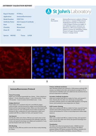ANTIBODY VALIDATION REPORT
Report Number 97394-a
Application Immunofluorescence
Model Number STJ97394
Antibody Name Anti-Caspase-8 antibody
Host Mouse
Clonality Monoclonal
Clone ID 2G12
Species MOUSE Tissue LIVER
Image
Description
Immunofluorescence analysis of Mouse
liver tissue. 1: Caspase-8 Monoclonal
Antibody(2G12)(red) was diluted at
1:200 (4 degree Celsius,overnight). 2:
Cy3 labled Secondary antibody was
diluted at 1:300 (room temperature,
50min).3: Picture B: DAPI(blue) 10min.
Picture A:Target. Picture B: DAPI.
Picture C: merge of A+B.
Primary Antibody Incubation
After blocking solution was removed a 1:200 primary antibody/PBS
solution was added on the slide, and incubated overnight at 4°C (a
small amount of distilled water was added into the incubation box to
prevent evaporation of antibody).
Secondary Antibody Incubation
slides were washed with PBS on a shaker for 5min, and repeated 3
times. Shortly after the slides were dried and corresponding
secondary antibody solution was added (HRP labelled), covering the
tissues, and incubated at room temperature for 50min.
DAPI Counter-Staining
slides were washed with PBS on a shaker for 5min, repeated 3 times
and then dried. DAPI staining solution was added inside the PAP
circles and incubated for 10 min at room temperature without light
exposure.
Mounting
Slides were washed with PBS on a shaker for 5min, and repeated 3
times. Shortly after slides were dried, anti-quench mountings were
used to mount slides.
Visualization
The slides were observed and placed under a NIKON inverted
fluorescence microscope (Ultra violet excitation 330-380nm,
emission 420nm; FITC green excitation 465-495nm, emission 515-
555 nm; CY3 red excitation 510-560nm, emission 590nm)
Immunofluorescence Protocol
Tissue Processing
Slides were incubated sequentially into: Xylene - 15min, Anhydrous
ethanol – 15 min, Anhydrous ethanol – 5 min, 85% alcohol – 5 min,
75% alcohol – 5 min & washed with distilled water – 5 min.
Antigen Retrieval
Tissue slides were incubated with citric acid (PH6.0) antigen
retrieval buffer, and microwaved for antigen retrieval (heated until
boiled and then stop heating) for 8min. Slides were then heated with
medium power for 7min. During this process slides are kept from
drying out. After cooling down at room temperature, slides were
washed with PBS on a shaker for 5min, and repeated 3 times.
Anti-Quench
shortly after slides were dried, a PAP pen was used to draw circles
around the tissues (to prevent draining of the antibody). Inside the
circles, anti-quench mountings were added and incubated for 5 min,
and then flushed with water for 10min.
BSA Blocking
Inside the circles, BSA was used to cover the tissue evenly, blocking
for 30min.
St John's Laboratory Ltd.
www.stjohnslabs.com
 