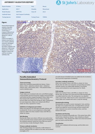 Figure:
Immunohistochemical
analysis of paraffin
embedded Human
Tonsil tissue. 1:
Caspase-8 Monoclonal
Antibody(2G12) was
diluted at 1:200 (4
degree
Celsius,overnight). 2:
Sodium citrate pH 6.0
was used for antibody
retrieval (>98 degree
Celsius,20min). 3:
Secondary antibody was
diluted at 1:200 (room
temperature, 30min).
Negative control was
used by secondary
antibody only.
Report Number 97394-a Host Mouse
Application IHC-P Clonality Monoclonal
Model Number STJ97394 Clone ID 2G12
Antibody Name Anti-Caspase-8 antibody
Testing Species HUMAN Testing Tissue TONSIL
ANTIBODY VALIDATION REPORT
b. (A small amount of distilled water was added into the incubation
box to prevent evaporation of antibody).
51. Secondary antibody incubation
a. Slides were washed 3 times, with PBS on a shaker for 5min.
Shortly after the slides were dried the corresponding secondary
antibody solution was added (HRP labelled), covering the
tissues, and incubated at room temperature for 30min.
b.
52. DAB staining
a. Slides were washed 3 times, with PBS on a shaker for 5min.
b. Shortly after, the slides were dried and fresh DAB staining buffer
was added inside the circles. The staining time was adjusted
under a microscope. Yellow-brown colour represented a positive
result. Slides were washed with water to stop the staining.
c.
53. Haematoxylin staining
a. Haematoxylin was used to counter-staining for 1min, and then
the slides were washed with water. 1% Hydrochloric acid and
alcohol was added for several seconds and then washed with
water. Ammonia was used to reveal blue colour, and then
flushed with water.
b.
54. Desolation and Clearing
i. Slides were incubated sequentially into: 75% alcohol 5min, 85%
alcohol 5min, Anhydrous ethanol - 5min, Anhydrous ethanol -
5min & Xylene - 5min. Shortly after slides were dried and neutral
gum was used to seal the slides.
ii.
55. Visualization
a. Results were validated with microscope, and the slides were
scanned.
Paraffin-Embedded
Immunohistochemistry Protocol
45.
46. Tissue processing
a. Slides were incubated sequentially into Xylene; 15min –
Xylene, 15min - Anhydrous ethanol, 5min - Anhydrous
ethanol, 5min - 85% alcohol, 5min - 75% alcohol & 5min –
wash in distilled water.
b.
47. Antigen retrieval
a. Tissue slides were incubated with citric acid (PH6.0) antigen
retrieval buffer and microwaved for antigen retrieval (heated
until boiled and then stopped heating) for 8min. Slides were
then heated with medium power for 7min. During this
process slides were kept from drying out. After cooling down
at room temperature, slides were washed with PBS on
shaker for 5min, repeated for 3 times.
b.
48. Inhibition of endogenous peroxidase
a. Slides were placed in 3% Hydrogen peroxide solution, and
incubated for 10 min at room temperature without light
exposure. Slides were then washed 3 times with PBS on a
shaker for 5mins.
b.
49. BSA Blocking
a. Shortly after slides were dried, a PAP pen was used to draw
circles around the tissue sections (and to prevent draining of
the antibody solution). Inside the circles, BSA was used to
cover the tissue evenly, blocking for 30min.
b.
50. Primary antibody incubation
After blocking solution was removed a 1:200 solution of
primary antibody/PBS was added on the slide, and incubated
overnight at 4°C.
St John's Laboratory Ltd.
www.stjohnslabs.com
 