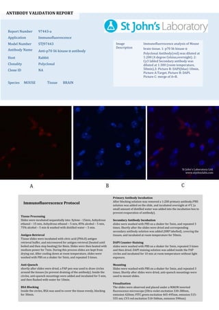 ANTIBODY VALIDATION REPORT
Report Number 97443-a
Application Immunofluorescence
Model Number STJ97443
Antibody Name Anti-p70 S6 kinase α antibody
Host Rabbit
Clonality Polyclonal
Clone ID NA
Species MOUSE Tissue BRAIN
Image
Description
Immunofluorescence analysis of Mouse
brain tissue. 1: p70 S6 kinase α
Polyclonal Antibody(red) was diluted at
1:200 (4 degree Celsius,overnight). 2:
Cy3 labled Secondary antibody was
diluted at 1:300 (room temperature,
50min).3: Picture B: DAPI(blue) 10min.
Picture A:Target. Picture B: DAPI.
Picture C: merge of A+B.
Primary Antibody Incubation
After blocking solution was removed a 1:200 primary antibody/PBS
solution was added on the slide, and incubated overnight at 4°C (a
small amount of distilled water was added into the incubation box to
prevent evaporation of antibody).
Secondary Antibody Incubation
slides were washed with PBS on a shaker for 5min, and repeated 3
times. Shortly after the slides were dried and corresponding
secondary antibody solution was added (HRP labelled), covering the
tissues, and incubated at room temperature for 50min.
DAPI Counter-Staining
slides were washed with PBS on a shaker for 5min, repeated 3 times
and then dried. DAPI staining solution was added inside the PAP
circles and incubated for 10 min at room temperature without light
exposure.
Mounting
Slides were washed with PBS on a shaker for 5min, and repeated 3
times. Shortly after slides were dried, anti-quench mountings were
used to mount slides.
Visualization
The slides were observed and placed under a NIKON inverted
fluorescence microscope (Ultra violet excitation 330-380nm,
emission 420nm; FITC green excitation 465-495nm, emission 515-
555 nm; CY3 red excitation 510-560nm, emission 590nm)
Immunofluorescence Protocol
Tissue Processing
Slides were incubated sequentially into: Xylene - 15min, Anhydrous
ethanol – 15 min, Anhydrous ethanol – 5 min, 85% alcohol – 5 min,
75% alcohol – 5 min & washed with distilled water – 5 min.
Antigen Retrieval
Tissue slides were incubated with citric acid (PH6.0) antigen
retrieval buffer, and microwaved for antigen retrieval (heated until
boiled and then stop heating) for 8min. Slides were then heated with
medium power for 7min. During this process slides are kept from
drying out. After cooling down at room temperature, slides were
washed with PBS on a shaker for 5min, and repeated 3 times.
Anti-Quench
shortly after slides were dried, a PAP pen was used to draw circles
around the tissues (to prevent draining of the antibody). Inside the
circles, anti-quench mountings were added and incubated for 5 min,
and then flushed with water for 10min.
BSA Blocking
Inside the circles, BSA was used to cover the tissue evenly, blocking
for 30min.
St John's Laboratory Ltd.
www.stjohnslabs.com
 