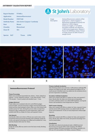 ANTIBODY VALIDATION REPORT
Report Number 97448-a
Application Immunofluorescence
Model Number STJ97448
Antibody Name Anti-Active Caspase-3 antibody
Host Mouse
Clonality Monoclonal
Clone ID 5E1
Species RAT Tissue LUNG
Image
Description
Immunofluorescence analysis of Rat
lung tissue. 1: Active Caspase-3
Monoclonal Antibody(5E1)(red) was
diluted at 1:200 (4 degree
Celsius,overnight). 2: Cy3 labled
Secondary antibody was diluted at
1:300 (room temperature, 50min).3:
Picture B: DAPI(blue) 10min. Picture
A:Target. Picture B: DAPI. Picture C:
merge of A+B.
Primary Antibody Incubation
After blocking solution was removed a 1:200 primary antibody/PBS
solution was added on the slide, and incubated overnight at 4°C (a
small amount of distilled water was added into the incubation box to
prevent evaporation of antibody).
Secondary Antibody Incubation
slides were washed with PBS on a shaker for 5min, and repeated 3
times. Shortly after the slides were dried and corresponding
secondary antibody solution was added (HRP labelled), covering the
tissues, and incubated at room temperature for 50min.
DAPI Counter-Staining
slides were washed with PBS on a shaker for 5min, repeated 3 times
and then dried. DAPI staining solution was added inside the PAP
circles and incubated for 10 min at room temperature without light
exposure.
Mounting
Slides were washed with PBS on a shaker for 5min, and repeated 3
times. Shortly after slides were dried, anti-quench mountings were
used to mount slides.
Visualization
The slides were observed and placed under a NIKON inverted
fluorescence microscope (Ultra violet excitation 330-380nm,
emission 420nm; FITC green excitation 465-495nm, emission 515-
555 nm; CY3 red excitation 510-560nm, emission 590nm)
Immunofluorescence Protocol
Tissue Processing
Slides were incubated sequentially into: Xylene - 15min, Anhydrous
ethanol – 15 min, Anhydrous ethanol – 5 min, 85% alcohol – 5 min,
75% alcohol – 5 min & washed with distilled water – 5 min.
Antigen Retrieval
Tissue slides were incubated with citric acid (PH6.0) antigen
retrieval buffer, and microwaved for antigen retrieval (heated until
boiled and then stop heating) for 8min. Slides were then heated with
medium power for 7min. During this process slides are kept from
drying out. After cooling down at room temperature, slides were
washed with PBS on a shaker for 5min, and repeated 3 times.
Anti-Quench
shortly after slides were dried, a PAP pen was used to draw circles
around the tissues (to prevent draining of the antibody). Inside the
circles, anti-quench mountings were added and incubated for 5 min,
and then flushed with water for 10min.
BSA Blocking
Inside the circles, BSA was used to cover the tissue evenly, blocking
for 30min.
St John's Laboratory Ltd.
www.stjohnslabs.com
 