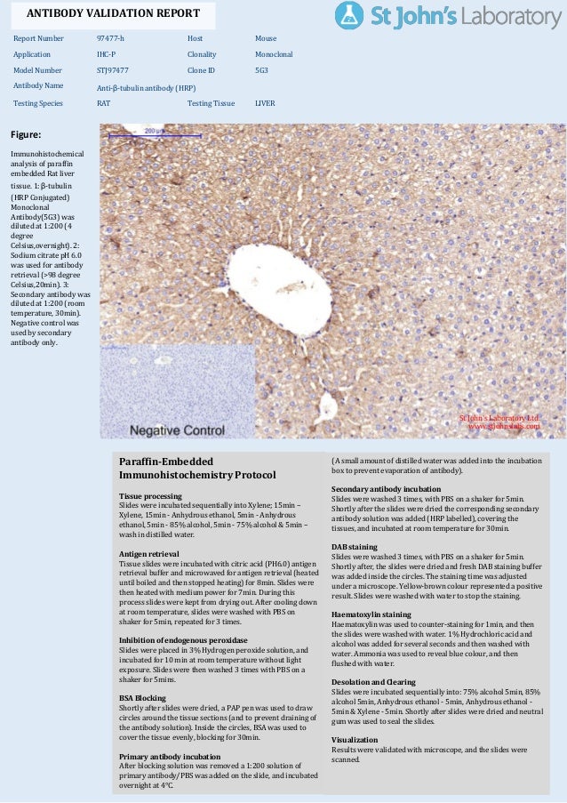 Primary Antibody Incubation At Room Temperature Primary Antibody Incubation At Room Temperature