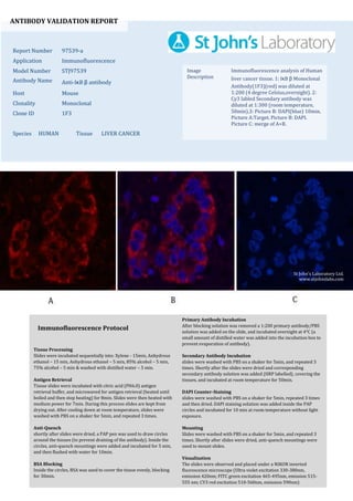 ANTIBODY VALIDATION REPORT
Report Number 97539-a
Application Immunofluorescence
Model Number STJ97539
Antibody Name Anti-IκB β antibody
Host Mouse
Clonality Monoclonal
Clone ID 1F3
Species HUMAN Tissue LIVER CANCER
Image
Description
Immunofluorescence analysis of Human
liver cancer tissue. 1: IκB β Monoclonal
Antibody(1F3)(red) was diluted at
1:200 (4 degree Celsius,overnight). 2:
Cy3 labled Secondary antibody was
diluted at 1:300 (room temperature,
50min).3: Picture B: DAPI(blue) 10min.
Picture A:Target. Picture B: DAPI.
Picture C: merge of A+B.
Primary Antibody Incubation
After blocking solution was removed a 1:200 primary antibody/PBS
solution was added on the slide, and incubated overnight at 4°C (a
small amount of distilled water was added into the incubation box to
prevent evaporation of antibody).
Secondary Antibody Incubation
slides were washed with PBS on a shaker for 5min, and repeated 3
times. Shortly after the slides were dried and corresponding
secondary antibody solution was added (HRP labelled), covering the
tissues, and incubated at room temperature for 50min.
DAPI Counter-Staining
slides were washed with PBS on a shaker for 5min, repeated 3 times
and then dried. DAPI staining solution was added inside the PAP
circles and incubated for 10 min at room temperature without light
exposure.
Mounting
Slides were washed with PBS on a shaker for 5min, and repeated 3
times. Shortly after slides were dried, anti-quench mountings were
used to mount slides.
Visualization
The slides were observed and placed under a NIKON inverted
fluorescence microscope (Ultra violet excitation 330-380nm,
emission 420nm; FITC green excitation 465-495nm, emission 515-
555 nm; CY3 red excitation 510-560nm, emission 590nm)
Immunofluorescence Protocol
Tissue Processing
Slides were incubated sequentially into: Xylene - 15min, Anhydrous
ethanol – 15 min, Anhydrous ethanol – 5 min, 85% alcohol – 5 min,
75% alcohol – 5 min & washed with distilled water – 5 min.
Antigen Retrieval
Tissue slides were incubated with citric acid (PH6.0) antigen
retrieval buffer, and microwaved for antigen retrieval (heated until
boiled and then stop heating) for 8min. Slides were then heated with
medium power for 7min. During this process slides are kept from
drying out. After cooling down at room temperature, slides were
washed with PBS on a shaker for 5min, and repeated 3 times.
Anti-Quench
shortly after slides were dried, a PAP pen was used to draw circles
around the tissues (to prevent draining of the antibody). Inside the
circles, anti-quench mountings were added and incubated for 5 min,
and then flushed with water for 10min.
BSA Blocking
Inside the circles, BSA was used to cover the tissue evenly, blocking
for 30min.
St John's Laboratory Ltd.
www.stjohnslabs.com
 