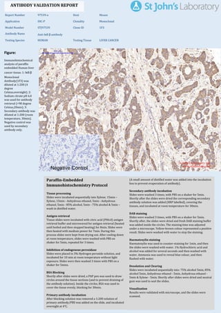 Figure:
Immunohistochemical
analysis of paraffin
embedded Human liver
cancer tissue. 1: IκB β
Monoclonal
Antibody(1F3) was
diluted at 1:200 (4
degree
Celsius,overnight). 2:
Sodium citrate pH 6.0
was used for antibody
retrieval (>98 degree
Celsius,20min). 3:
Secondary antibody was
diluted at 1:200 (room
temperature, 30min).
Negative control was
used by secondary
antibody only.
Report Number 97539-a Host Mouse
Application IHC-P Clonality Monoclonal
Model Number STJ97539 Clone ID 1F3
Antibody Name Anti-IκB β antibody
Testing Species HUMAN Testing Tissue LIVER CANCER
ANTIBODY VALIDATION REPORT
a. (A small amount of distilled water was added into the incubation
box to prevent evaporation of antibody).
41. Secondary antibody incubation
a. Slides were washed 3 times, with PBS on a shaker for 5min.
Shortly after the slides were dried the corresponding secondary
antibody solution was added (HRP labelled), covering the
tissues, and incubated at room temperature for 30min.
b.
42. DAB staining
a. Slides were washed 3 times, with PBS on a shaker for 5min.
b. Shortly after, the slides were dried and fresh DAB staining buffer
was added inside the circles. The staining time was adjusted
under a microscope. Yellow-brown colour represented a positive
result. Slides were washed with water to stop the staining.
c.
43. Haematoxylin staining
a. Haematoxylin was used to counter-staining for 1min, and then
the slides were washed with water. 1% Hydrochloric acid and
alcohol was added for several seconds and then washed with
water. Ammonia was used to reveal blue colour, and then
flushed with water.
b.
44. Desolation and Clearing
i. Slides were incubated sequentially into: 75% alcohol 5min, 85%
alcohol 5min, Anhydrous ethanol - 5min, Anhydrous ethanol -
5min & Xylene - 5min. Shortly after slides were dried and neutral
gum was used to seal the slides.
ii.
45. Visualization
a. Results were validated with microscope, and the slides were
scanned.
Paraffin-Embedded
Immunohistochemistry Protocol
35.
36. Tissue processing
a. Slides were incubated sequentially into Xylene; 15min –
Xylene, 15min - Anhydrous ethanol, 5min - Anhydrous
ethanol, 5min - 85% alcohol, 5min - 75% alcohol & 5min –
wash in distilled water.
b.
37. Antigen retrieval
a. Tissue slides were incubated with citric acid (PH6.0) antigen
retrieval buffer and microwaved for antigen retrieval (heated
until boiled and then stopped heating) for 8min. Slides were
then heated with medium power for 7min. During this
process slides were kept from drying out. After cooling down
at room temperature, slides were washed with PBS on
shaker for 5min, repeated for 3 times.
b.
38. Inhibition of endogenous peroxidase
a. Slides were placed in 3% Hydrogen peroxide solution, and
incubated for 10 min at room temperature without light
exposure. Slides were then washed 3 times with PBS on a
shaker for 5mins.
b.
39. BSA Blocking
a. Shortly after slides were dried, a PAP pen was used to draw
circles around the tissue sections (and to prevent draining of
the antibody solution). Inside the circles, BSA was used to
cover the tissue evenly, blocking for 30min.
b.
40. Primary antibody incubation
After blocking solution was removed a 1:200 solution of
primary antibody/PBS was added on the slide, and incubated
overnight at 4°C.
St John's Laboratory Ltd.
www.stjohnslabs.com
 