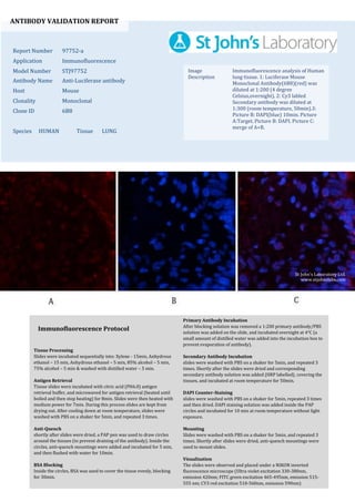 ANTIBODY VALIDATION REPORT
Report Number 97752-a
Application Immunofluorescence
Model Number STJ97752
Antibody Name Anti-Luciferase antibody
Host Mouse
Clonality Monoclonal
Clone ID 6B8
Species HUMAN Tissue LUNG
Image
Description
Immunofluorescence analysis of Human
lung tissue. 1: Luciferase Mouse
Monoclonal Antibody(6B8)(red) was
diluted at 1:200 (4 degree
Celsius,overnight). 2: Cy3 labled
Secondary antibody was diluted at
1:300 (room temperature, 50min).3:
Picture B: DAPI(blue) 10min. Picture
A:Target. Picture B: DAPI. Picture C:
merge of A+B.
Primary Antibody Incubation
After blocking solution was removed a 1:200 primary antibody/PBS
solution was added on the slide, and incubated overnight at 4°C (a
small amount of distilled water was added into the incubation box to
prevent evaporation of antibody).
Secondary Antibody Incubation
slides were washed with PBS on a shaker for 5min, and repeated 3
times. Shortly after the slides were dried and corresponding
secondary antibody solution was added (HRP labelled), covering the
tissues, and incubated at room temperature for 50min.
DAPI Counter-Staining
slides were washed with PBS on a shaker for 5min, repeated 3 times
and then dried. DAPI staining solution was added inside the PAP
circles and incubated for 10 min at room temperature without light
exposure.
Mounting
Slides were washed with PBS on a shaker for 5min, and repeated 3
times. Shortly after slides were dried, anti-quench mountings were
used to mount slides.
Visualization
The slides were observed and placed under a NIKON inverted
fluorescence microscope (Ultra violet excitation 330-380nm,
emission 420nm; FITC green excitation 465-495nm, emission 515-
555 nm; CY3 red excitation 510-560nm, emission 590nm)
Immunofluorescence Protocol
Tissue Processing
Slides were incubated sequentially into: Xylene - 15min, Anhydrous
ethanol – 15 min, Anhydrous ethanol – 5 min, 85% alcohol – 5 min,
75% alcohol – 5 min & washed with distilled water – 5 min.
Antigen Retrieval
Tissue slides were incubated with citric acid (PH6.0) antigen
retrieval buffer, and microwaved for antigen retrieval (heated until
boiled and then stop heating) for 8min. Slides were then heated with
medium power for 7min. During this process slides are kept from
drying out. After cooling down at room temperature, slides were
washed with PBS on a shaker for 5min, and repeated 3 times.
Anti-Quench
shortly after slides were dried, a PAP pen was used to draw circles
around the tissues (to prevent draining of the antibody). Inside the
circles, anti-quench mountings were added and incubated for 5 min,
and then flushed with water for 10min.
BSA Blocking
Inside the circles, BSA was used to cover the tissue evenly, blocking
for 30min.
St John's Laboratory Ltd.
www.stjohnslabs.com
 